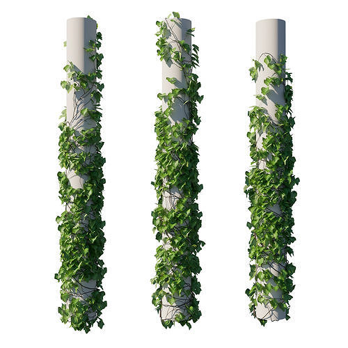 Vitis Coignetiae 3D model