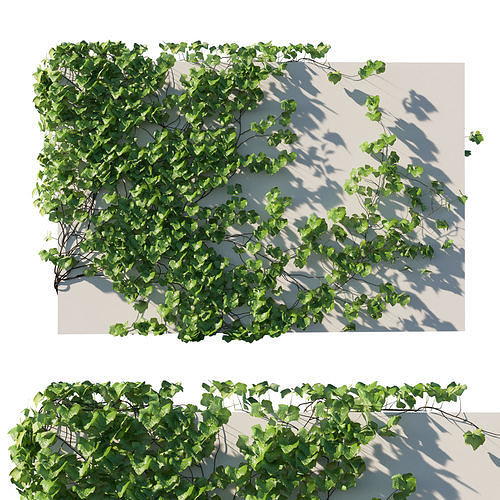 Vitis Coignetiae 02 3D model