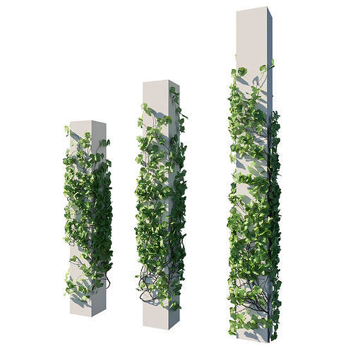Vitis Coignetiae 03 3D model