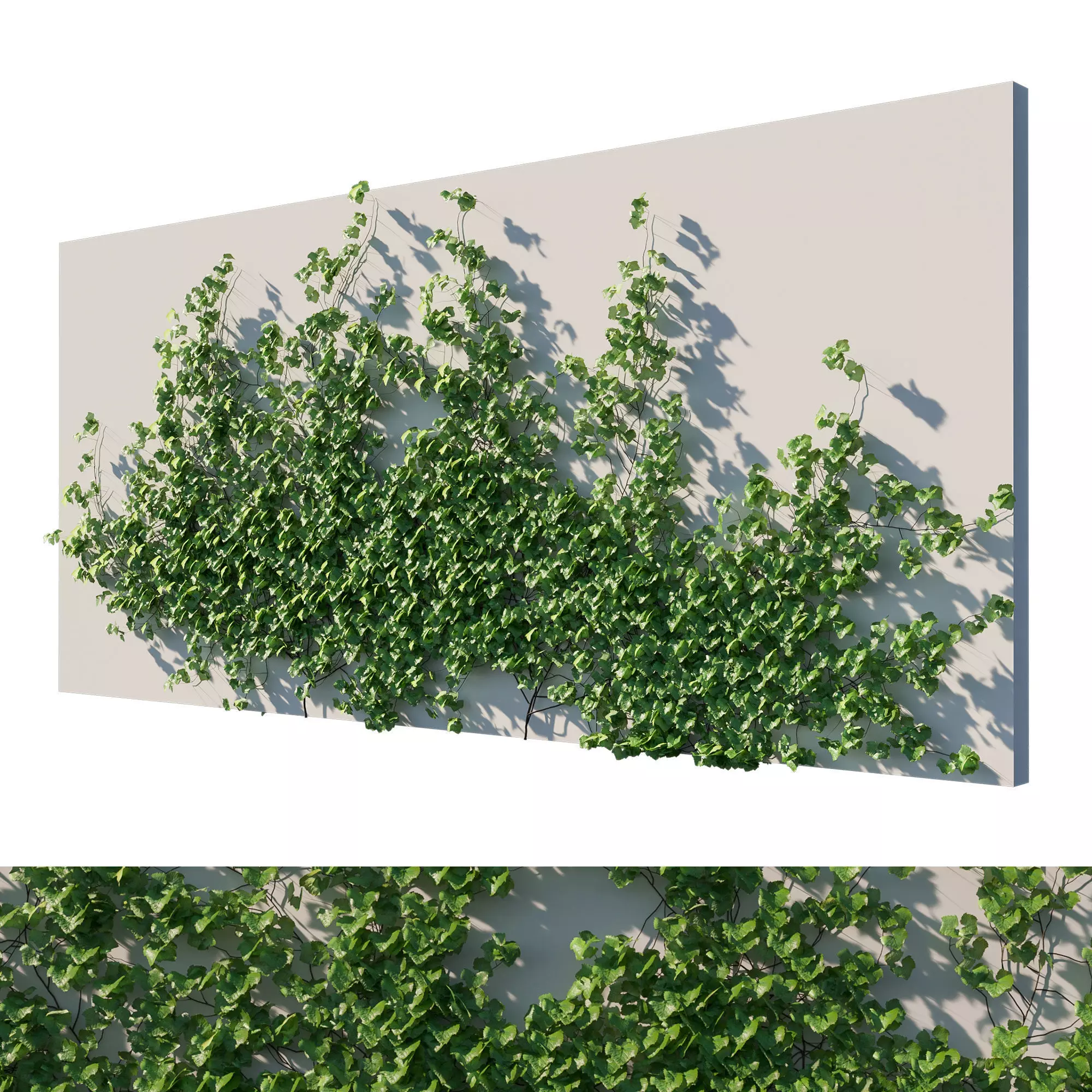 Vitis Coignetiae 04 3D model
