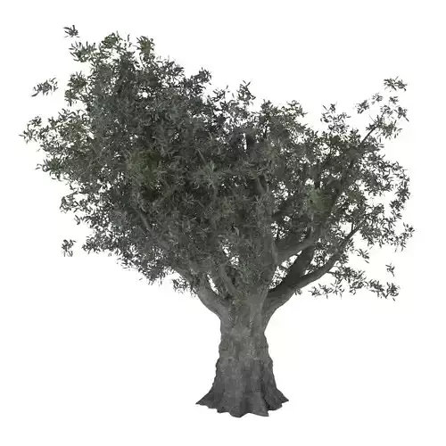 Olive tree