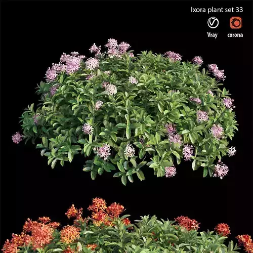 Ixora plant set 33 3D model