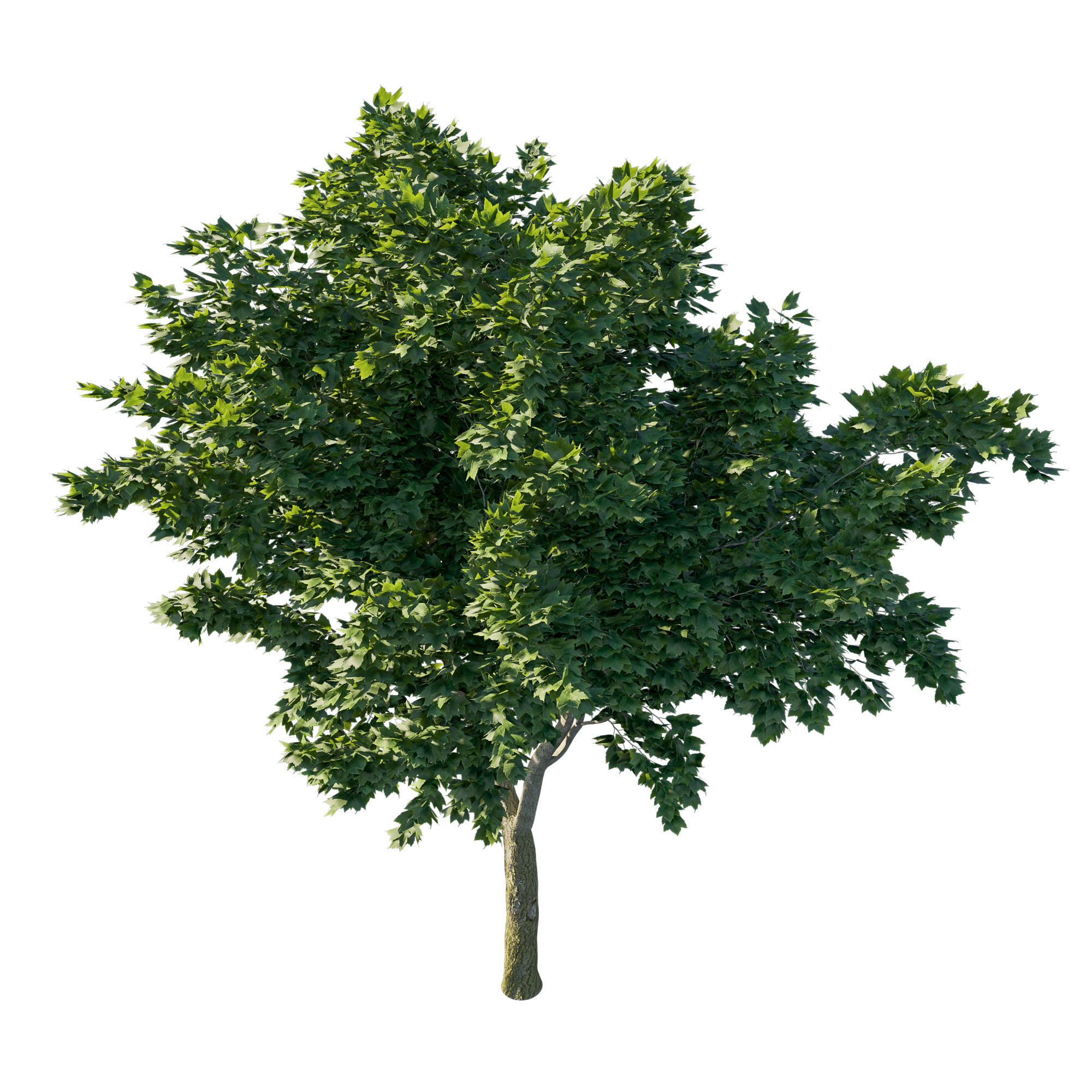 Acer Rubrum Green 3D model_1