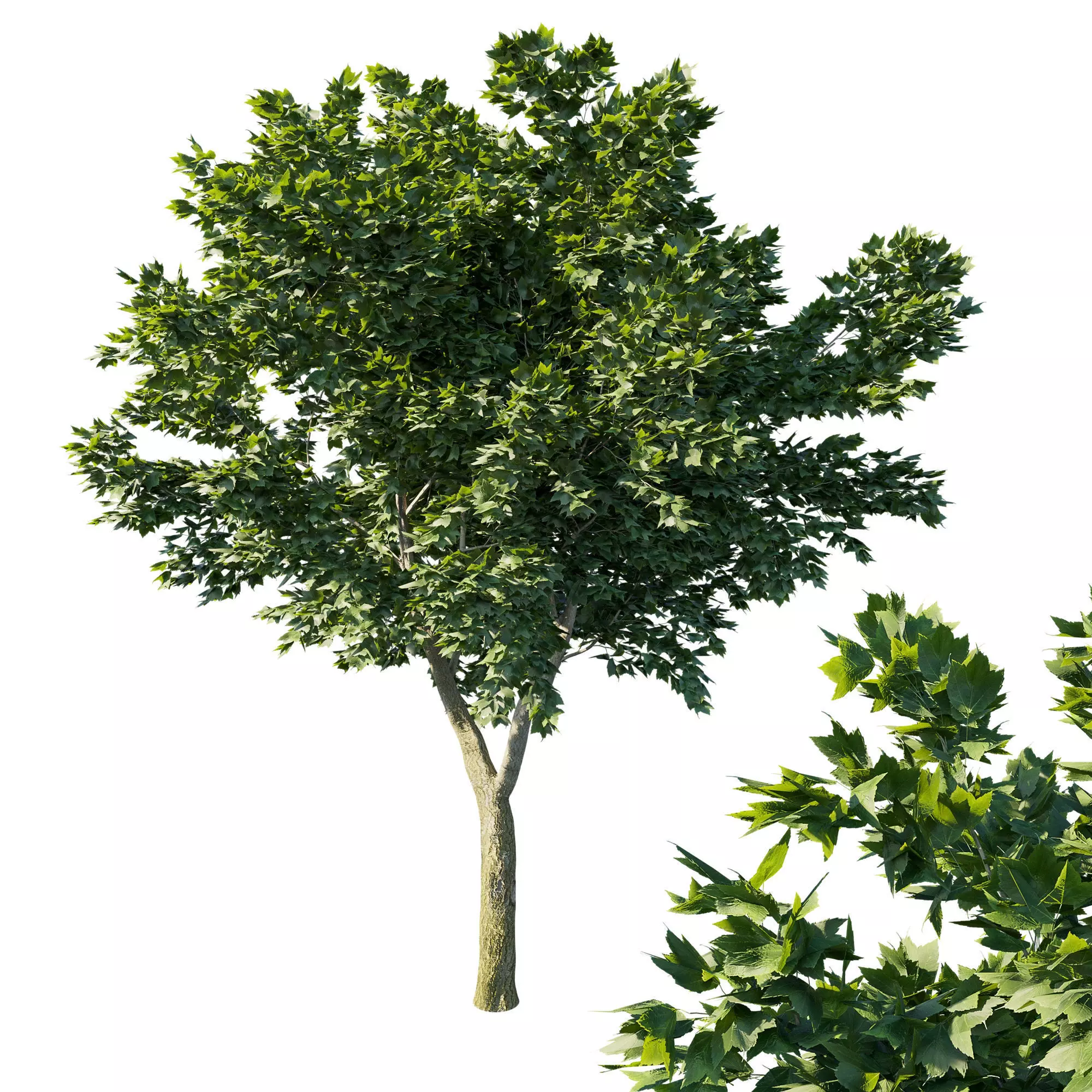 Acer Rubrum Green 3D model_0