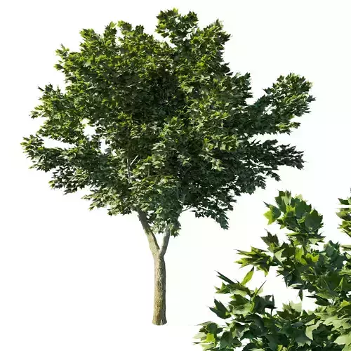 Acer Rubrum Green 3D model
