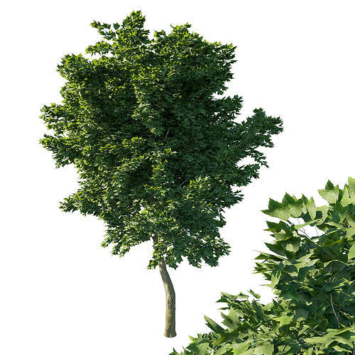 Acer rubrum green 02 3D model
