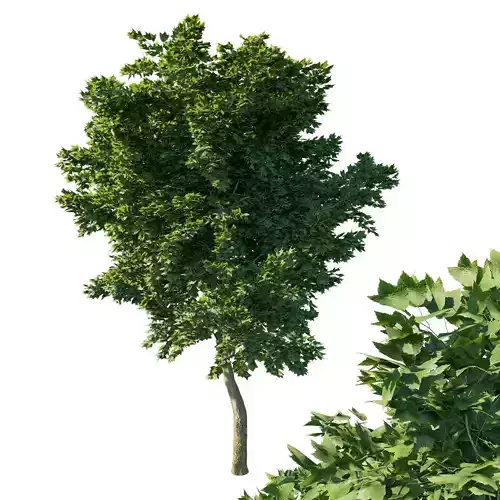 Acer rubrum green 02