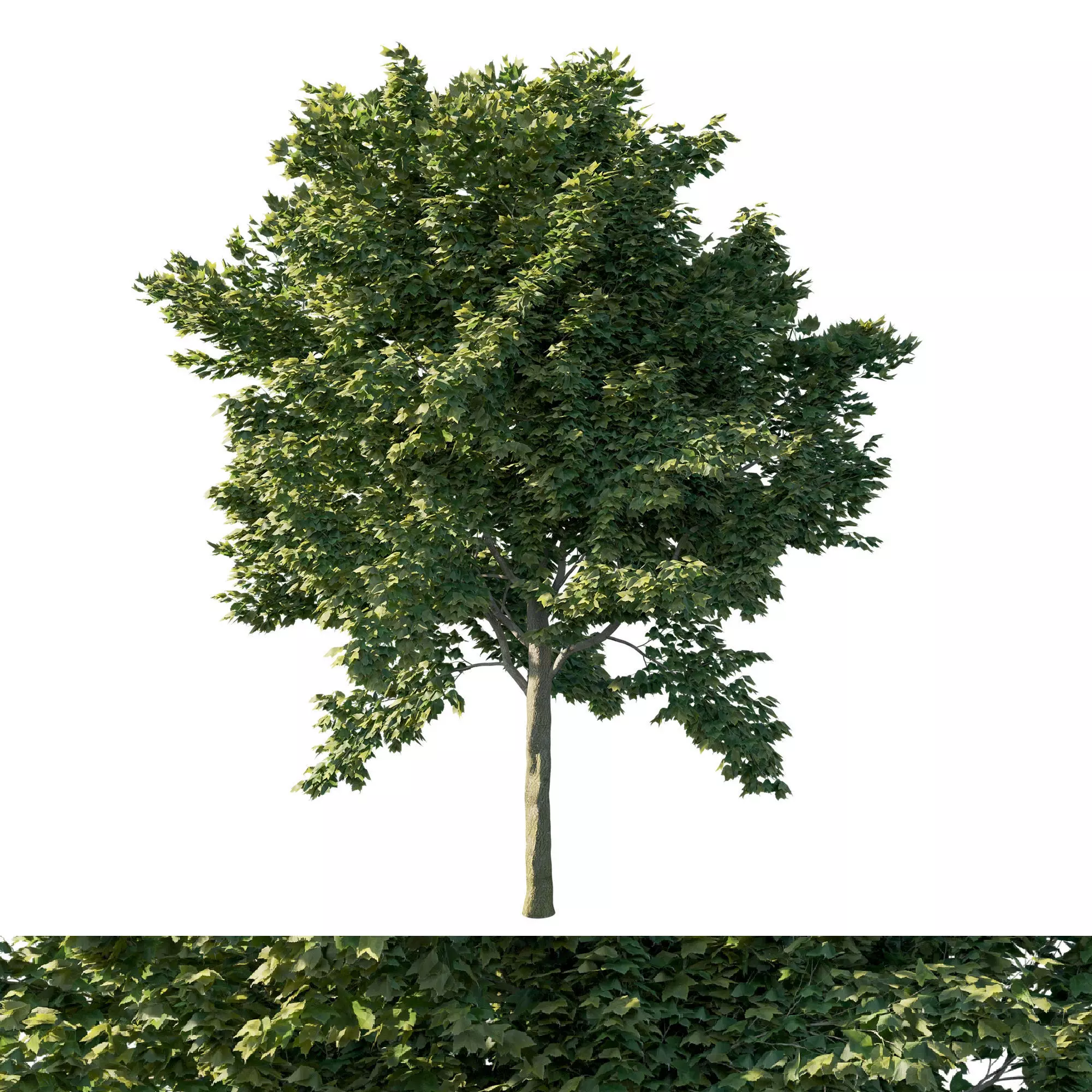 Acer rubrum green 03 3D model_0