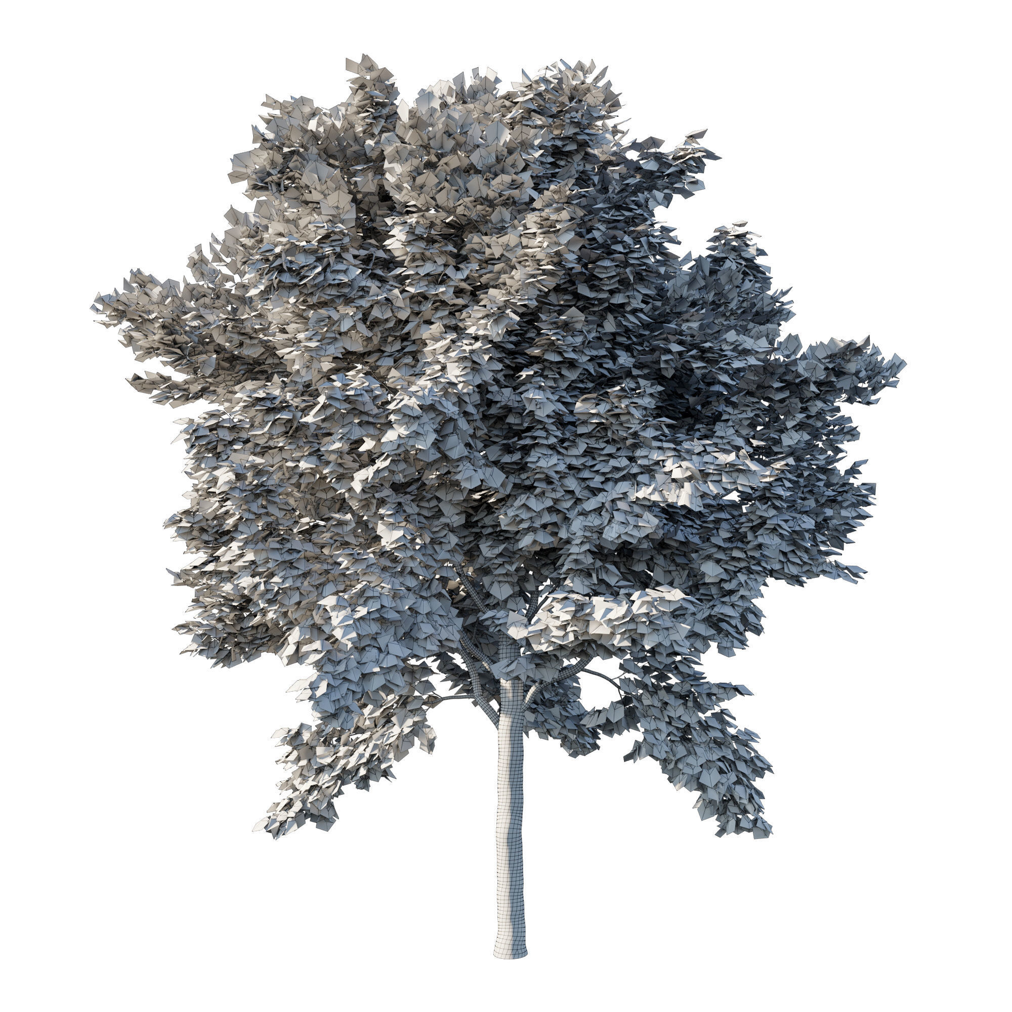 Acer rubrum green 03 3D model_2