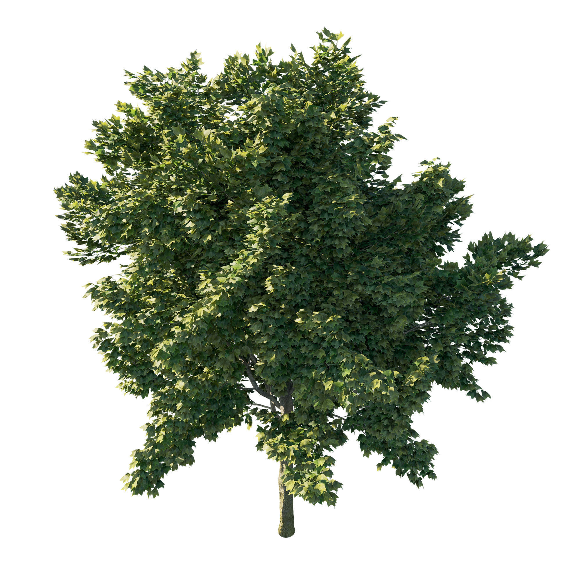 Acer rubrum green 03 3D model_1