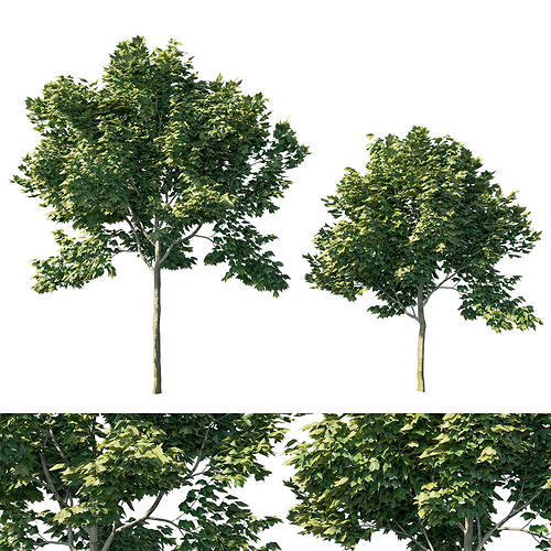 Acer rubrum green 04 3D model