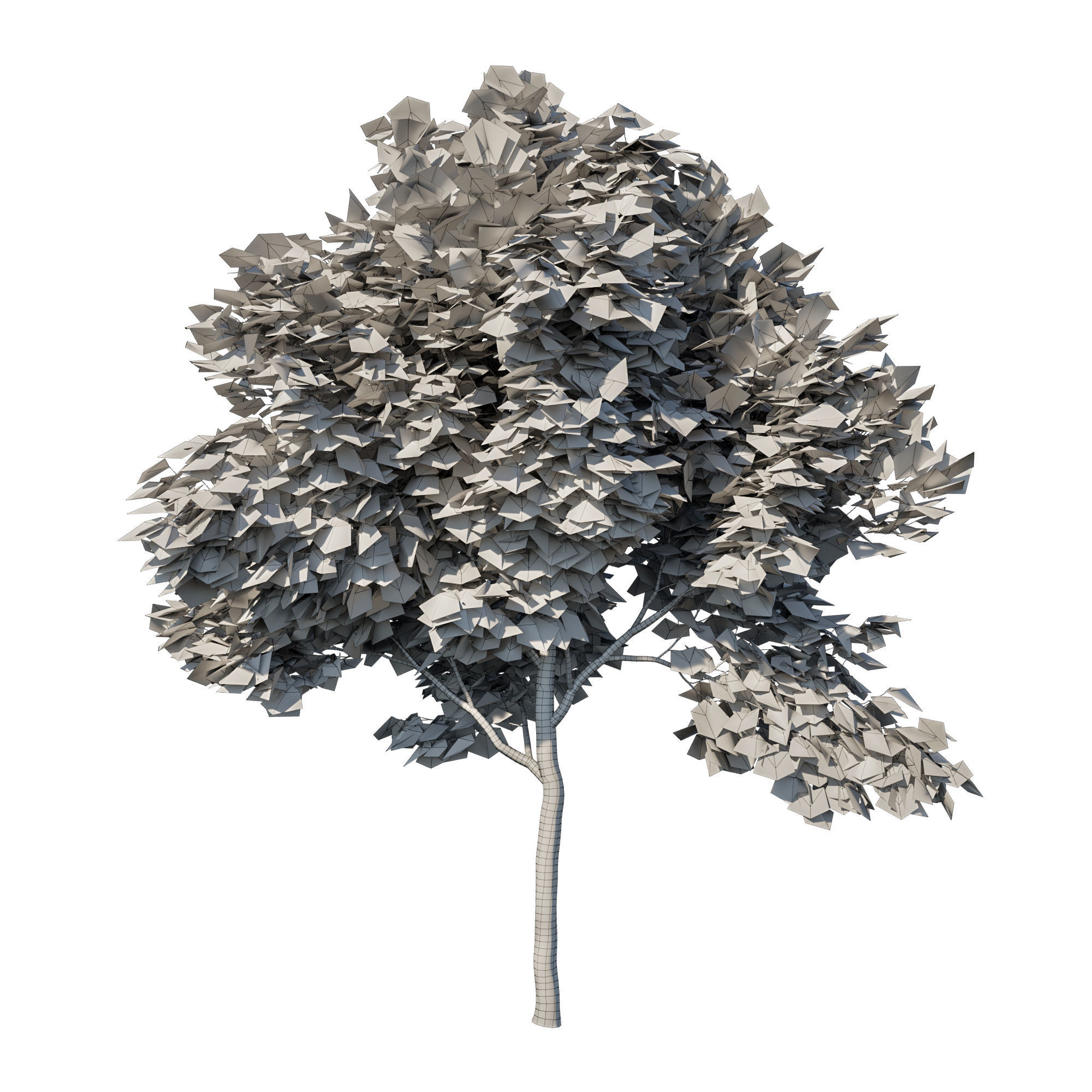 Acer rubrum green 04 3D model_2