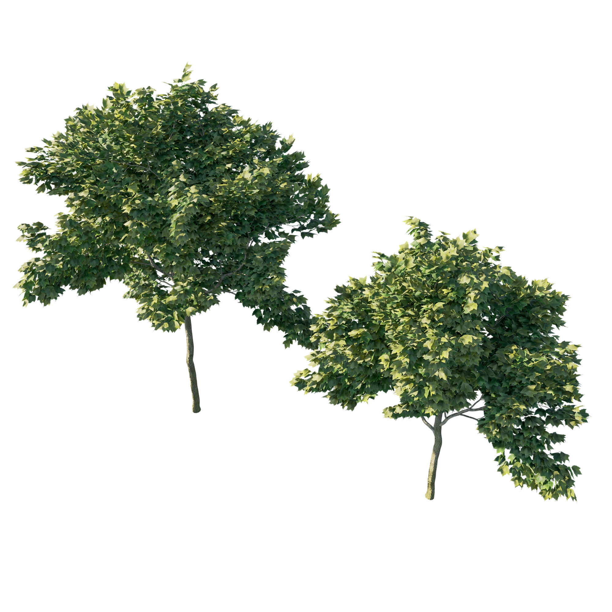 Acer rubrum green 04 3D model_1