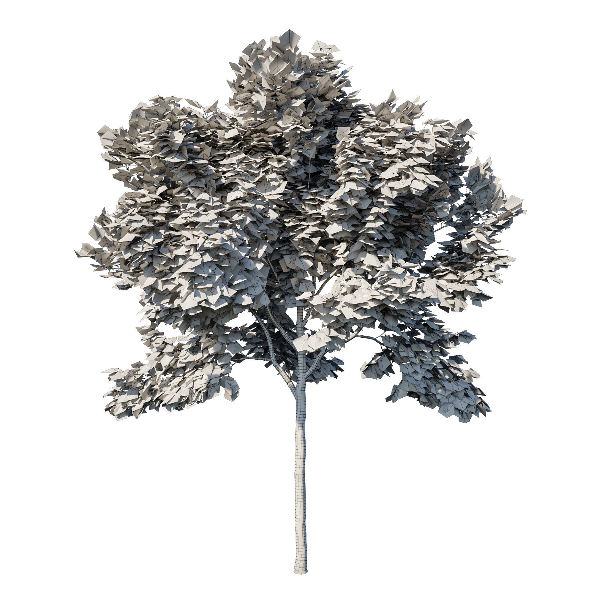 Acer rubrum green 04 3D model_3