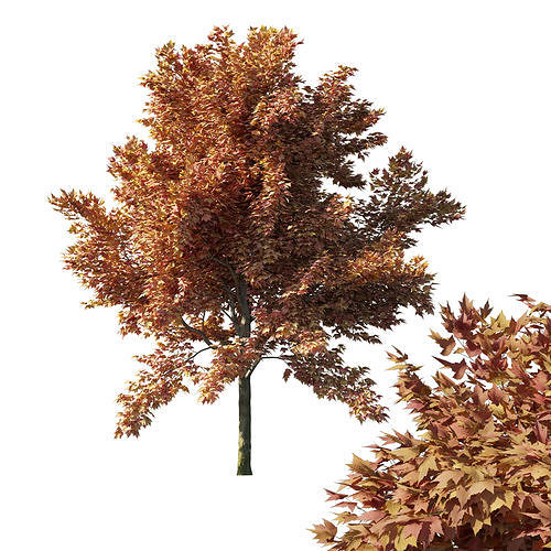Acer rubrum red 3D model