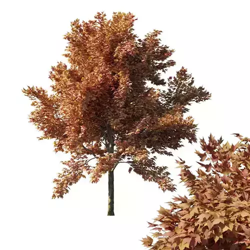 Acer rubrum red