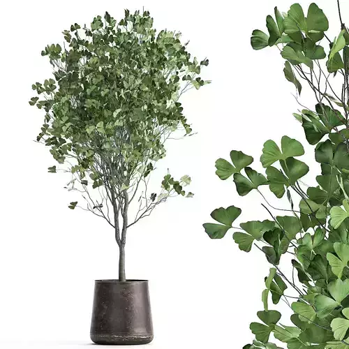 Ginkgo biloba in a flowerpot for the interior 1013