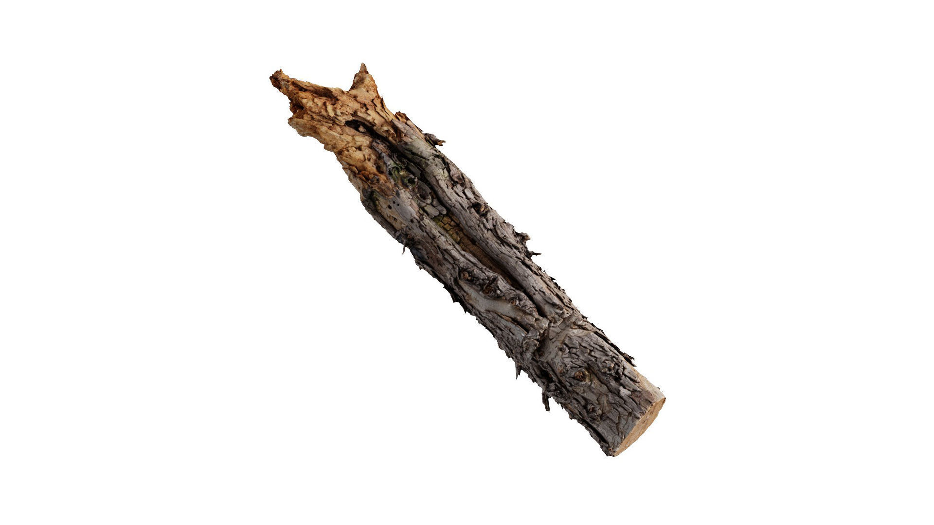 A Big Old Log 3D model_4