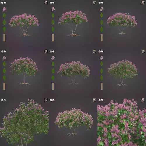 2021 PBR Crape Myrtle Collection - Lagerstroemia Indica