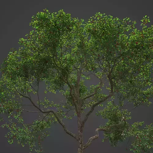 2021 PBR Japanese Crab Apple Collection - Malus Floribunda 3D model