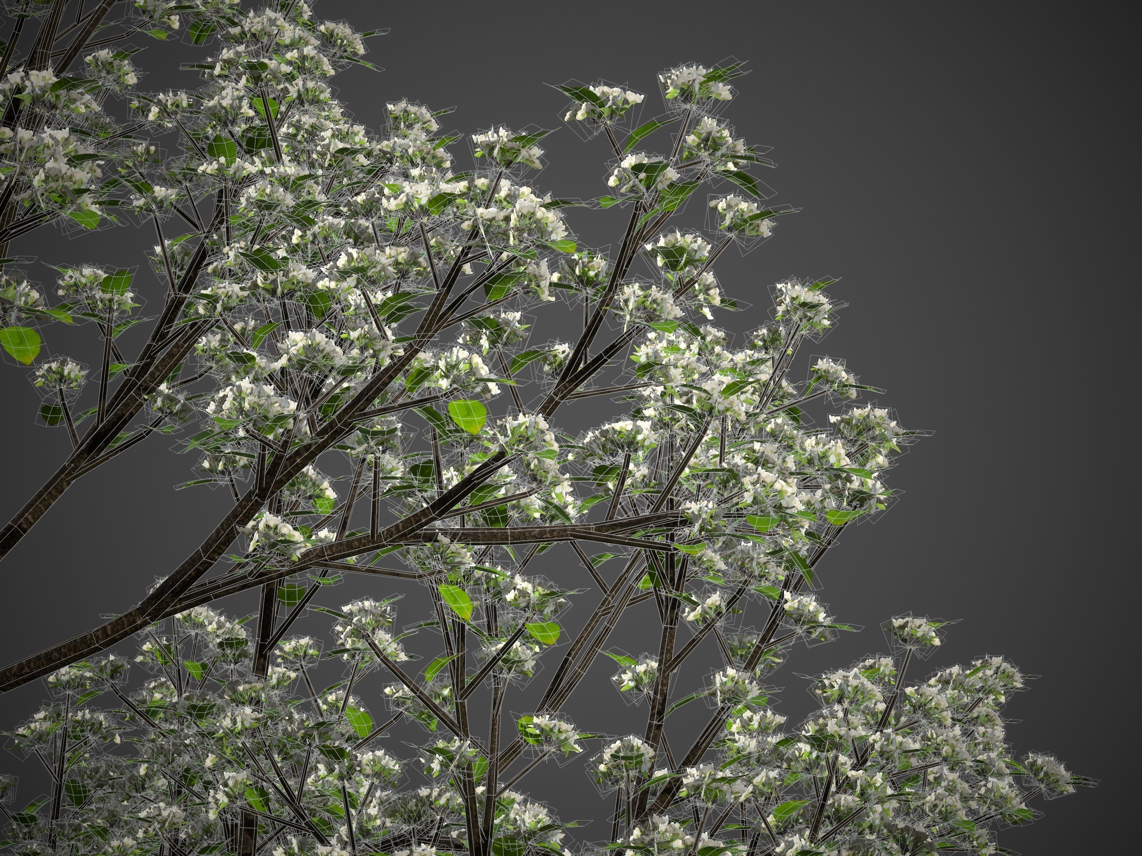 2021 PBR Sweet Cherry Collection - Prunus Avium  3D model_9