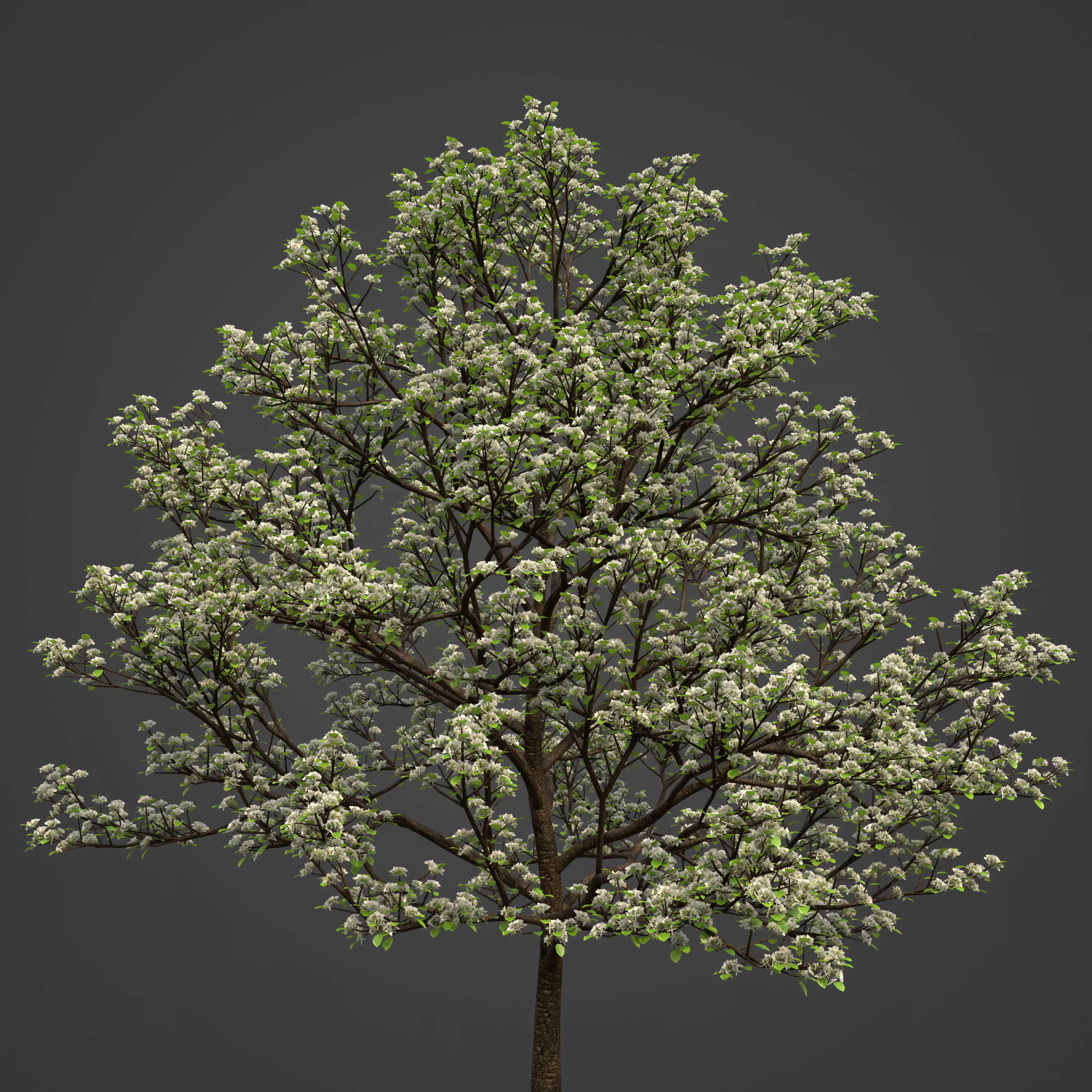 2021 PBR Sweet Cherry Collection - Prunus Avium  3D model_0