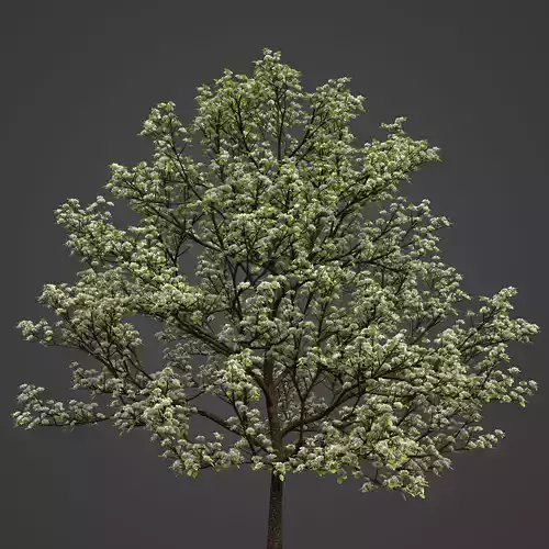 2021 PBR Sweet Cherry Collection - Prunus Avium 