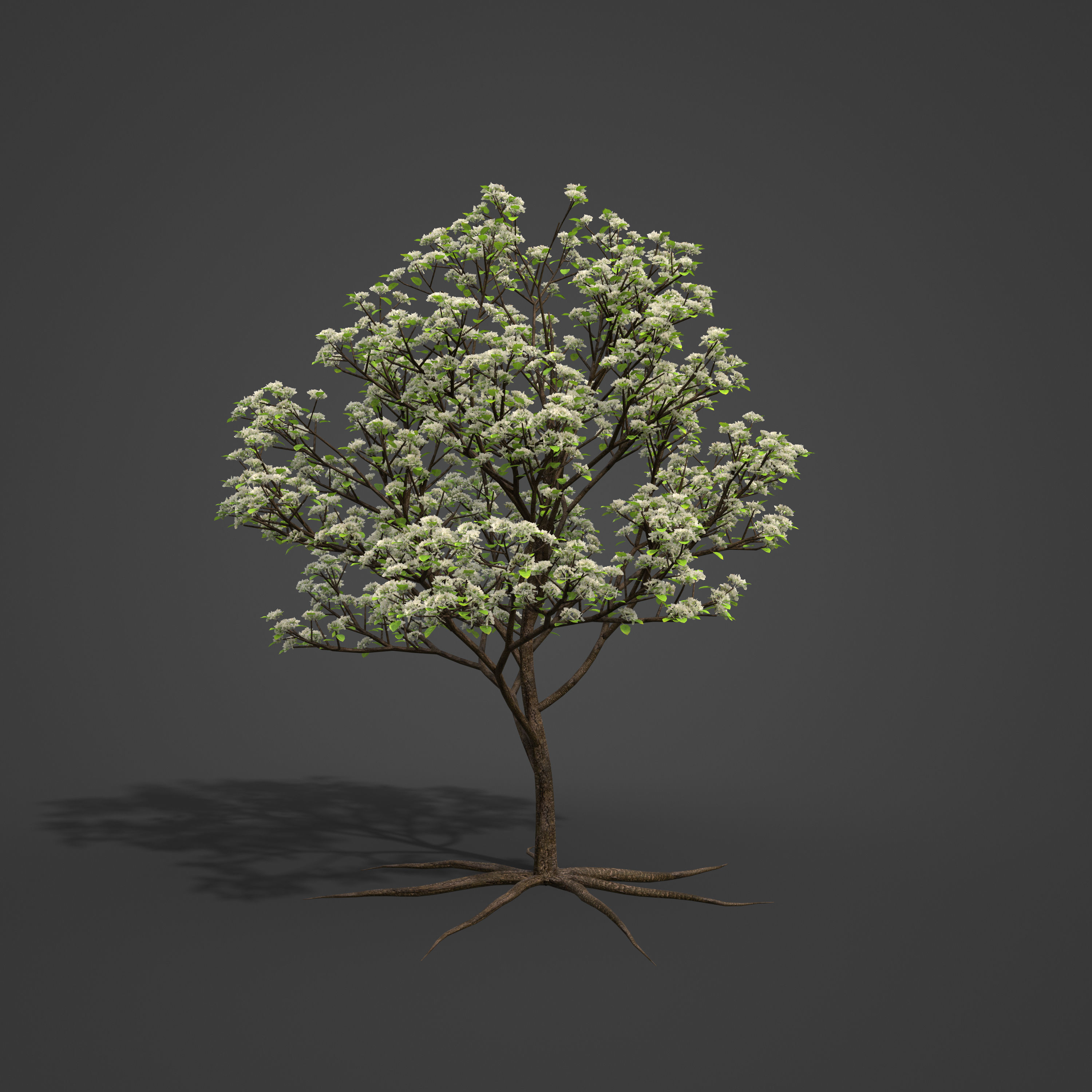 2021 PBR Sweet Cherry Collection - Prunus Avium  3D model_4