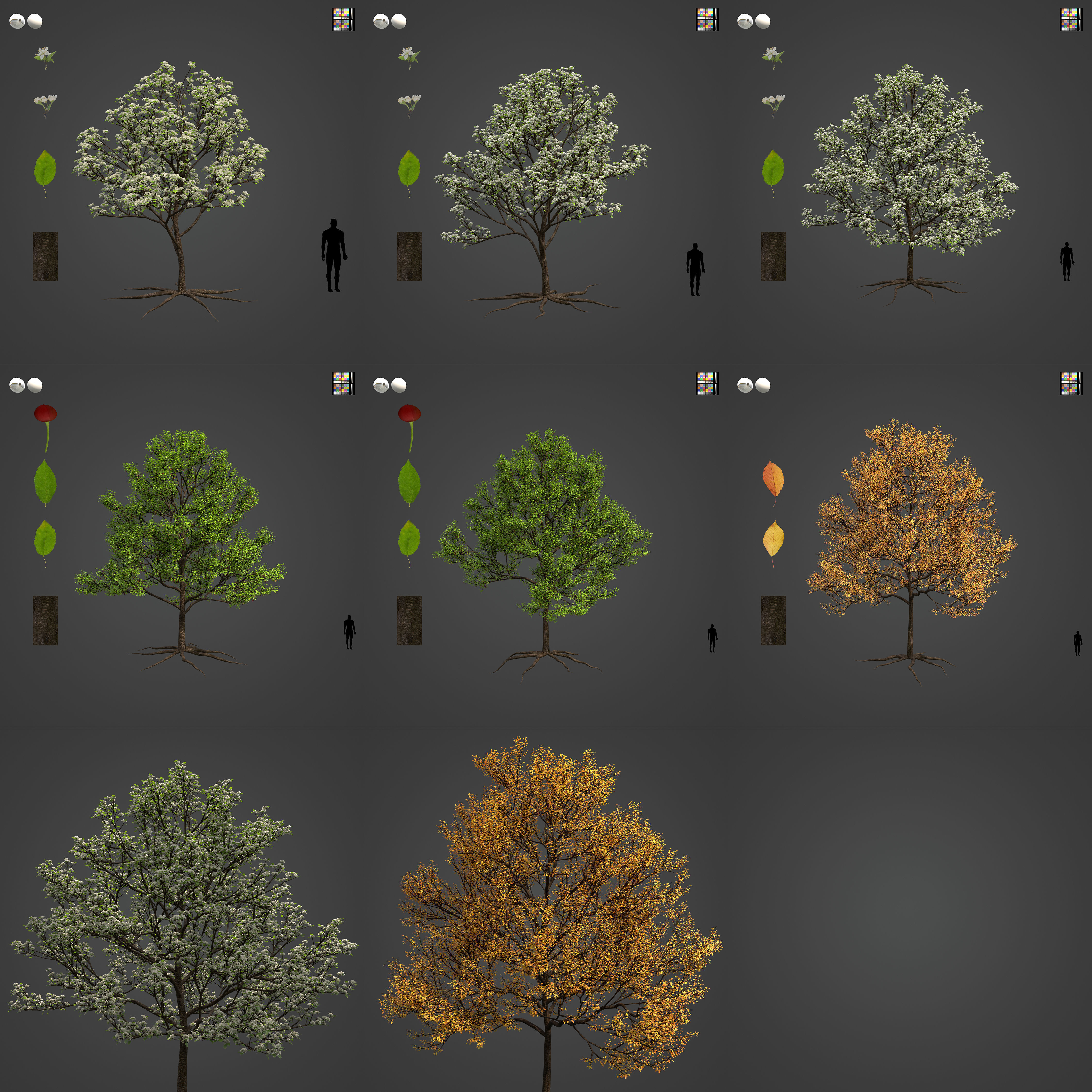 2021 PBR Sweet Cherry Collection - Prunus Avium  3D model_3