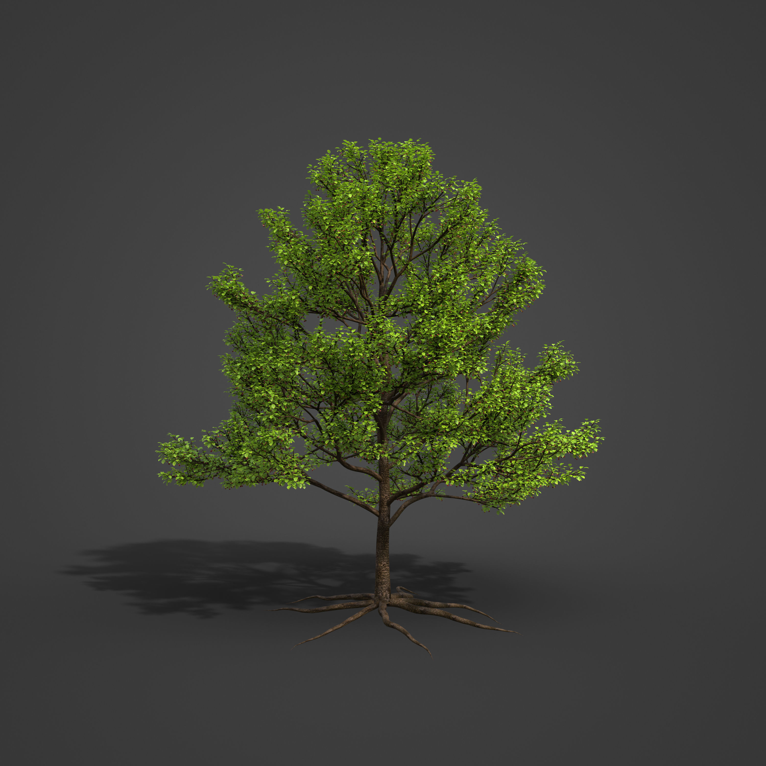 2021 PBR Sweet Cherry Collection - Prunus Avium  3D model_6