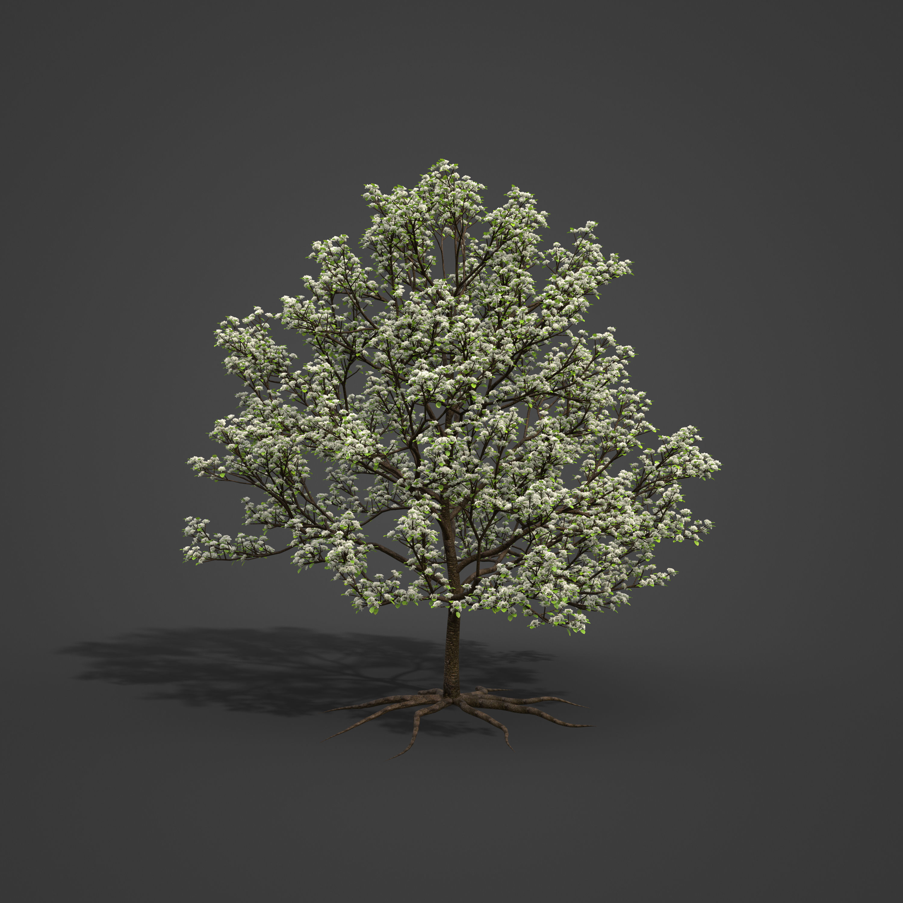 2021 PBR Sweet Cherry Collection - Prunus Avium  3D model_5