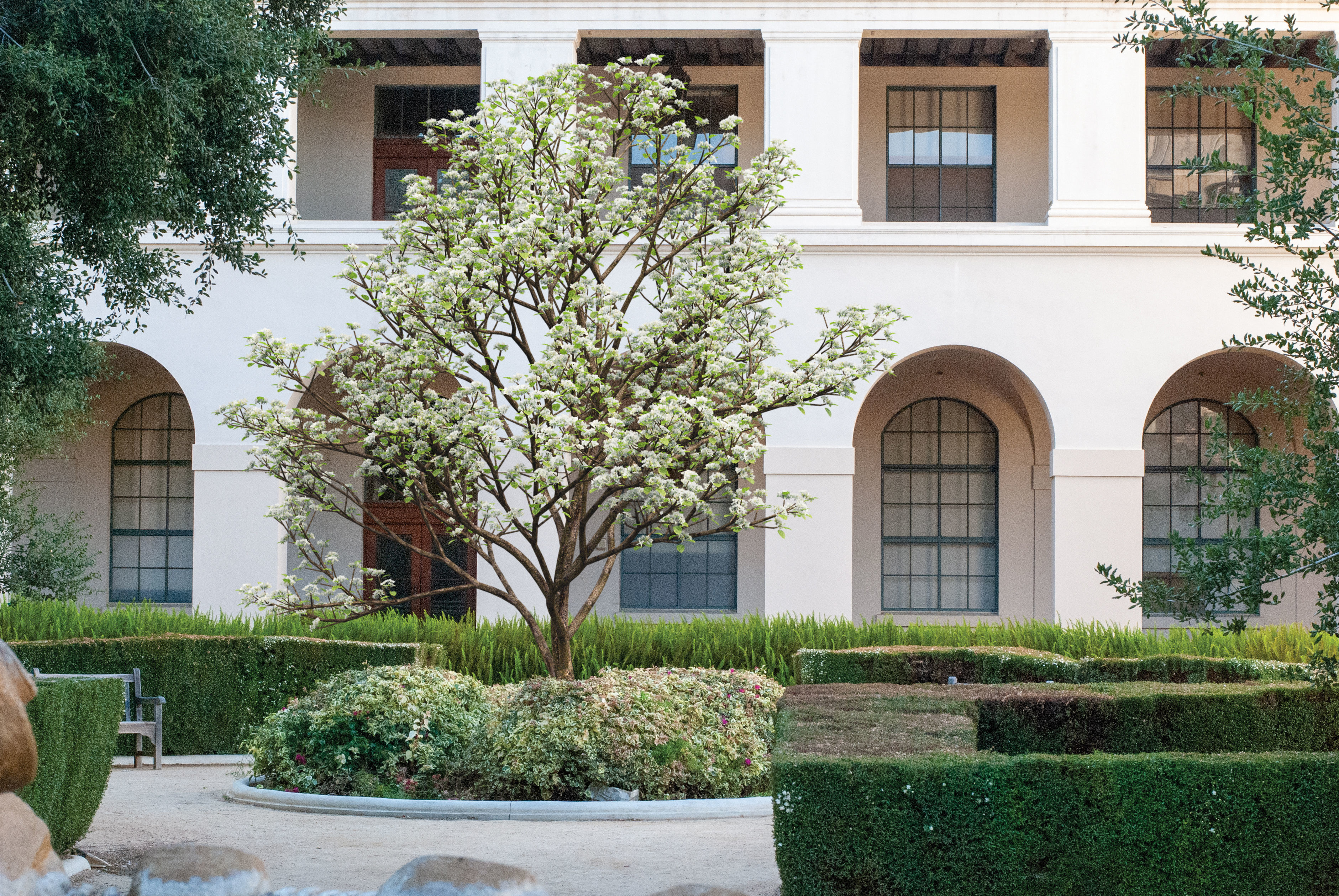 2021 PBR Sweet Cherry Collection - Prunus Avium  3D model_2