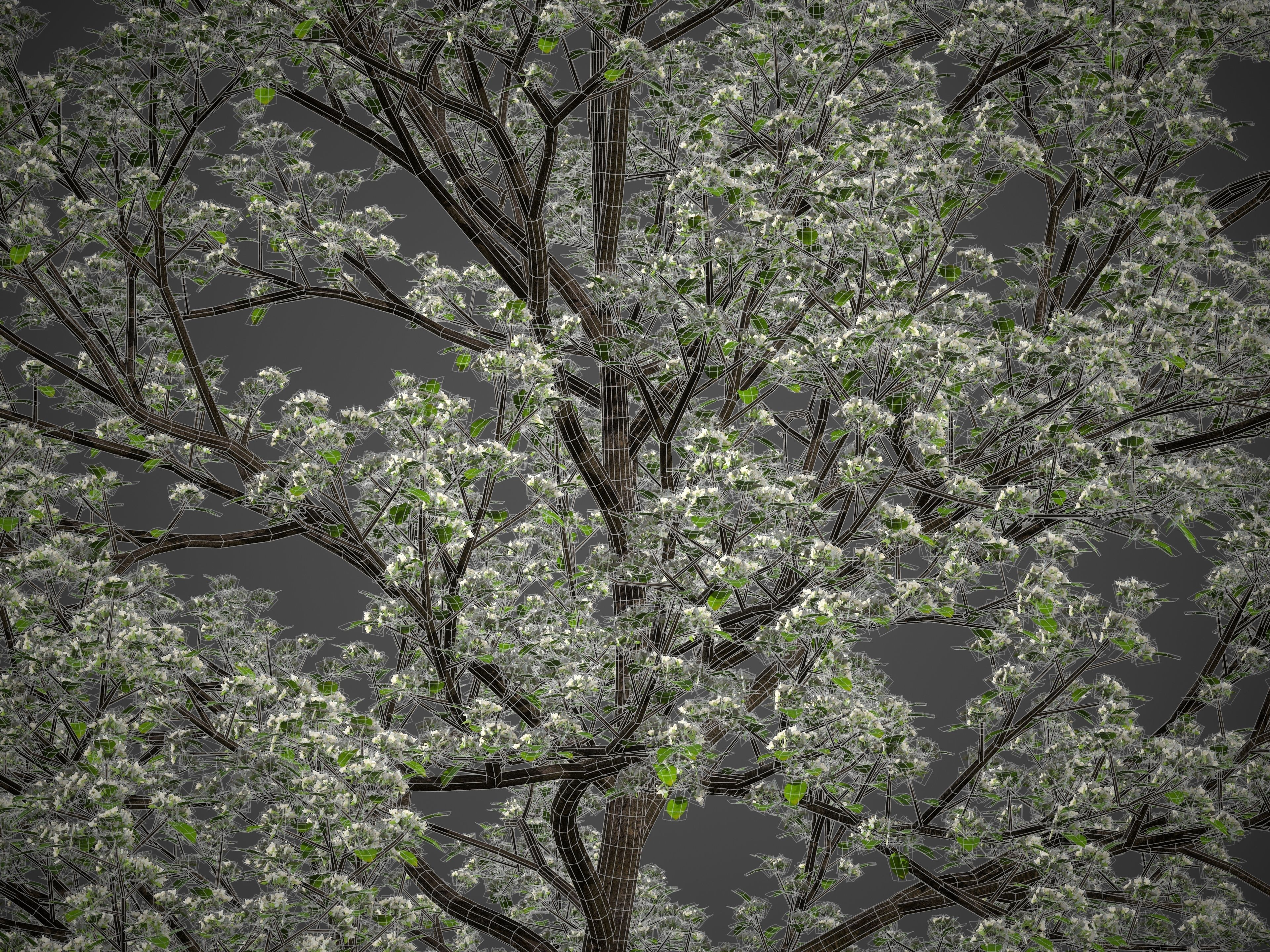 2021 PBR Sweet Cherry Collection - Prunus Avium  3D model_8
