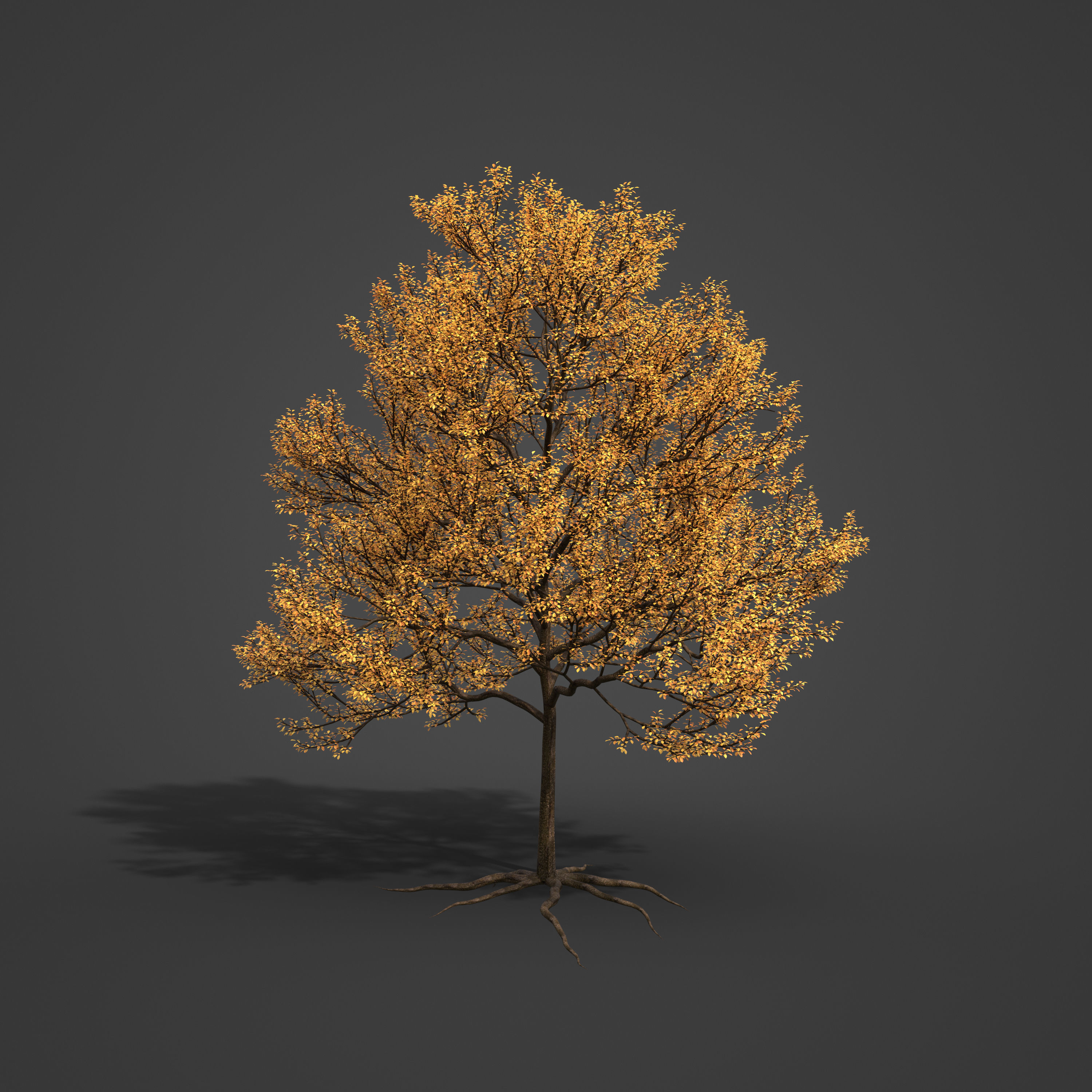 2021 PBR Sweet Cherry Collection - Prunus Avium  3D model_7