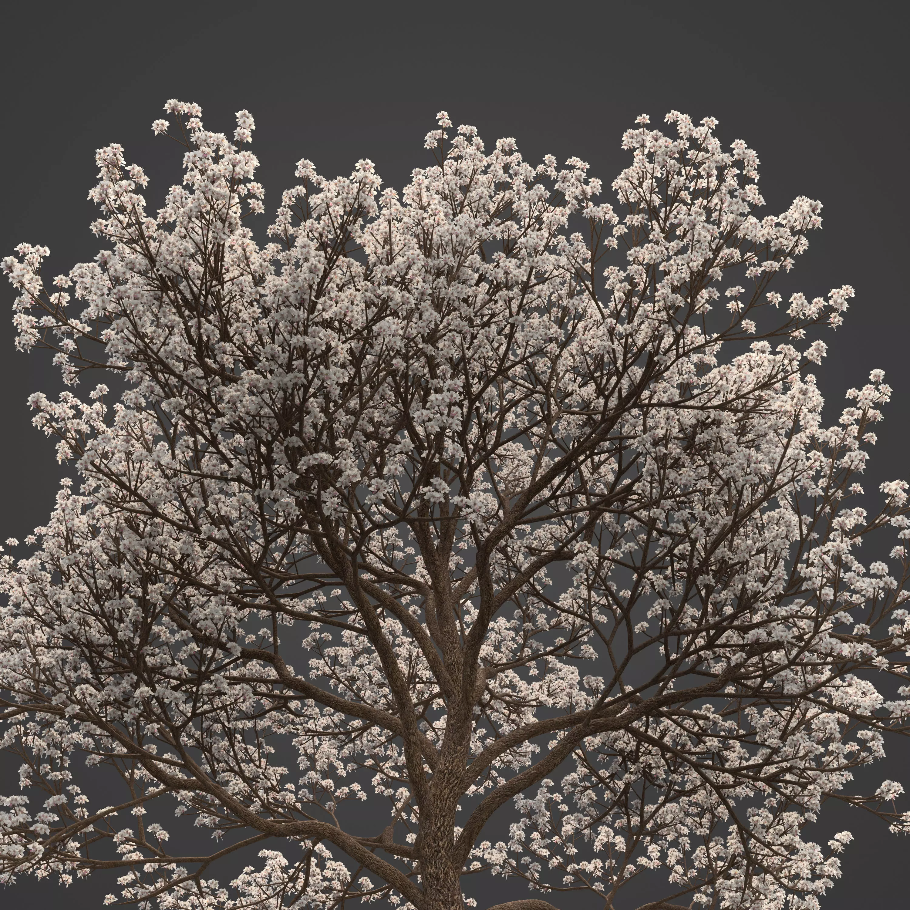 2021 PBR Almond Tree Collection - Prunus Dulcis  3D model_0