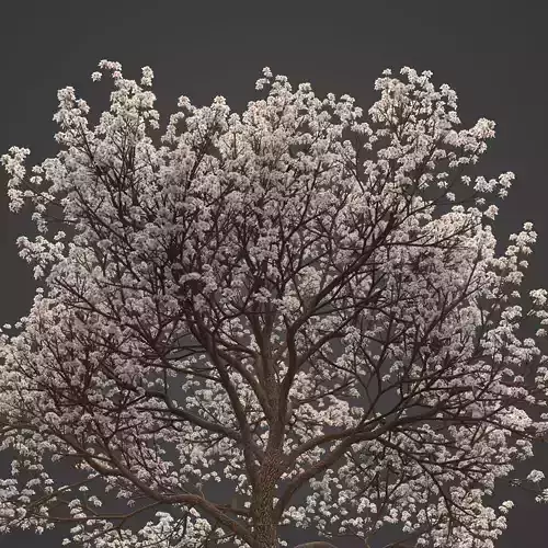 2021 PBR Almond Tree Collection - Prunus Dulcis  3D model