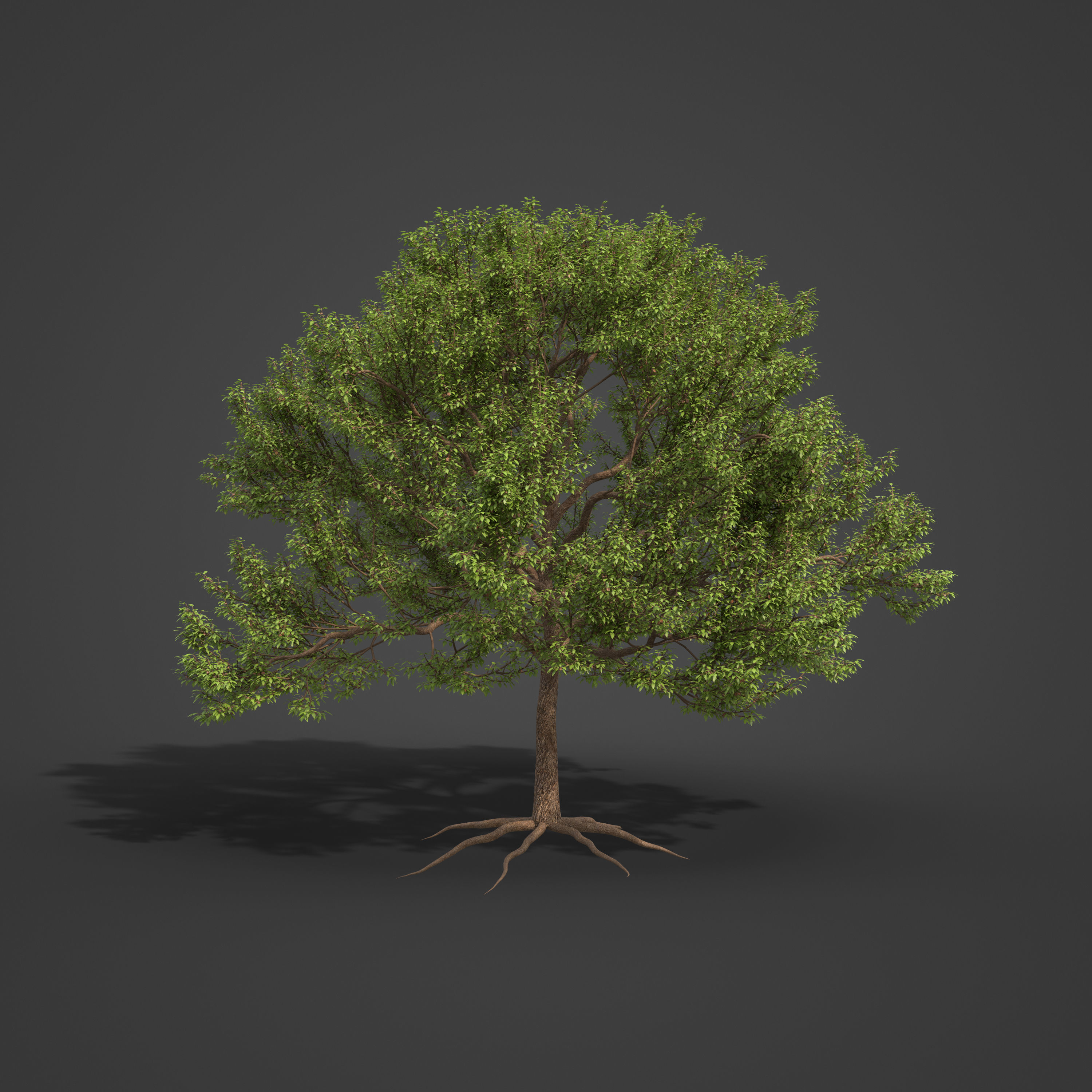 2021 PBR Almond Tree Collection - Prunus Dulcis  3D model_7