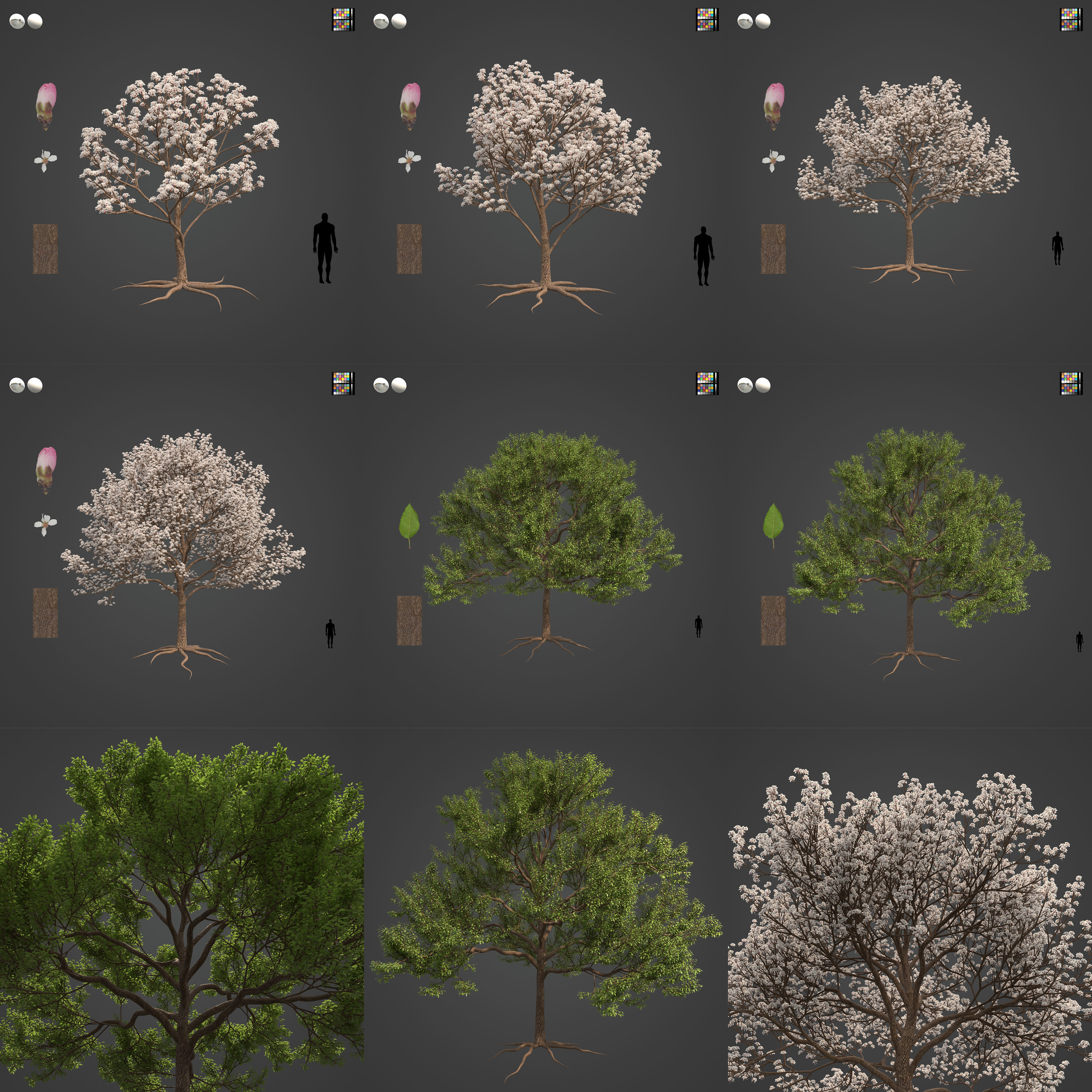 2021 PBR Almond Tree Collection - Prunus Dulcis  3D model_3