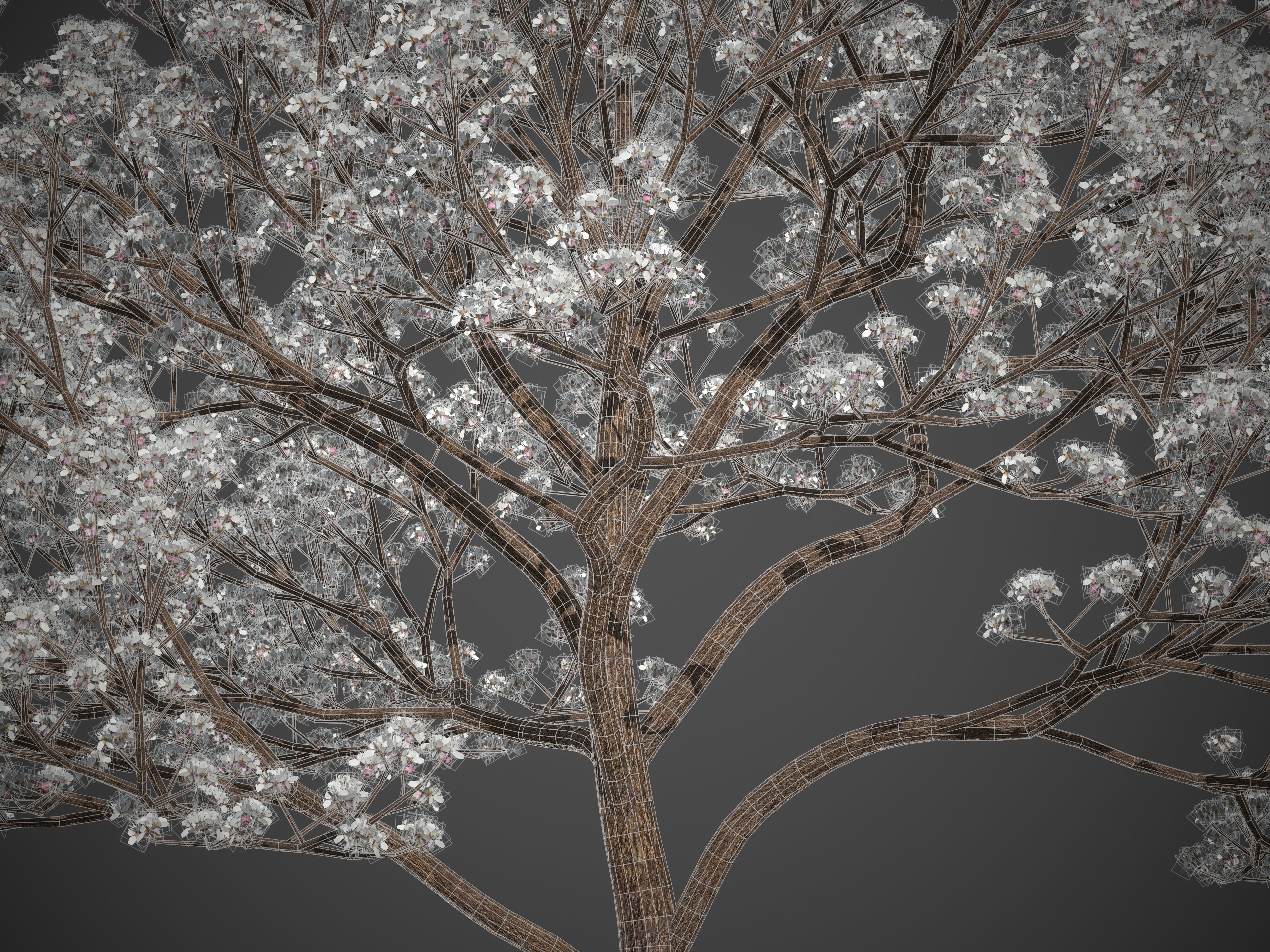 2021 PBR Almond Tree Collection - Prunus Dulcis  3D model_10
