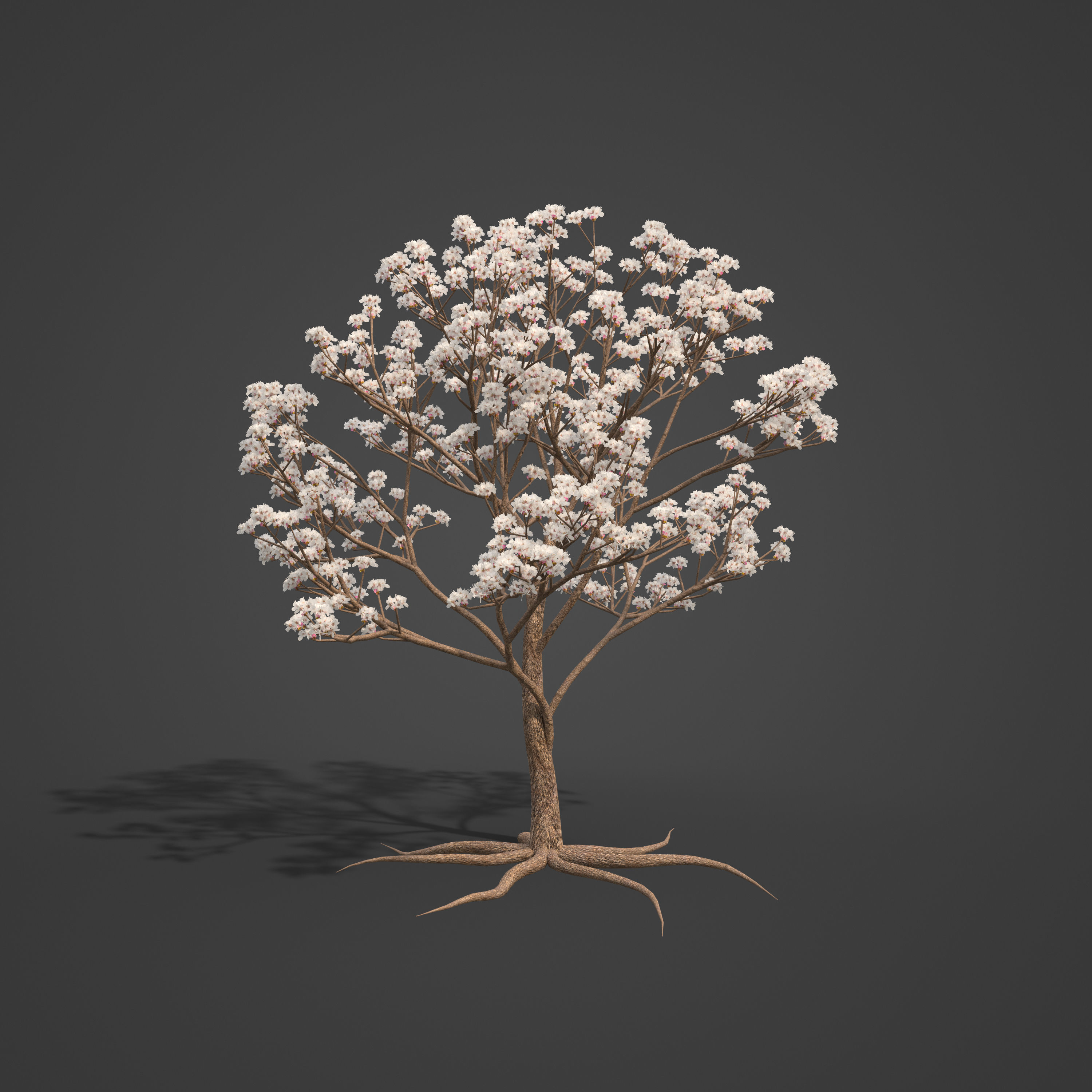 2021 PBR Almond Tree Collection - Prunus Dulcis  3D model_4