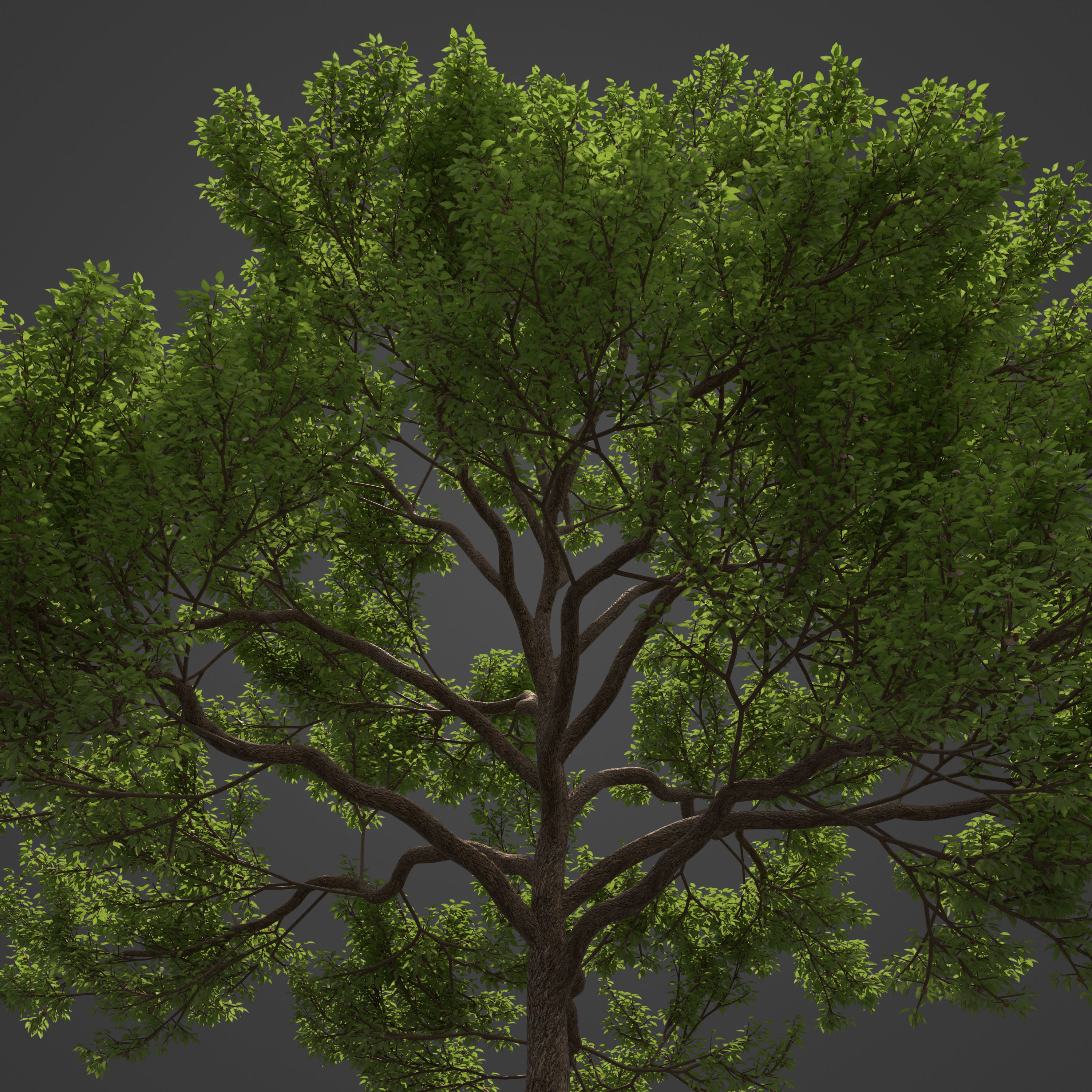 2021 PBR Almond Tree Collection - Prunus Dulcis  3D model_8