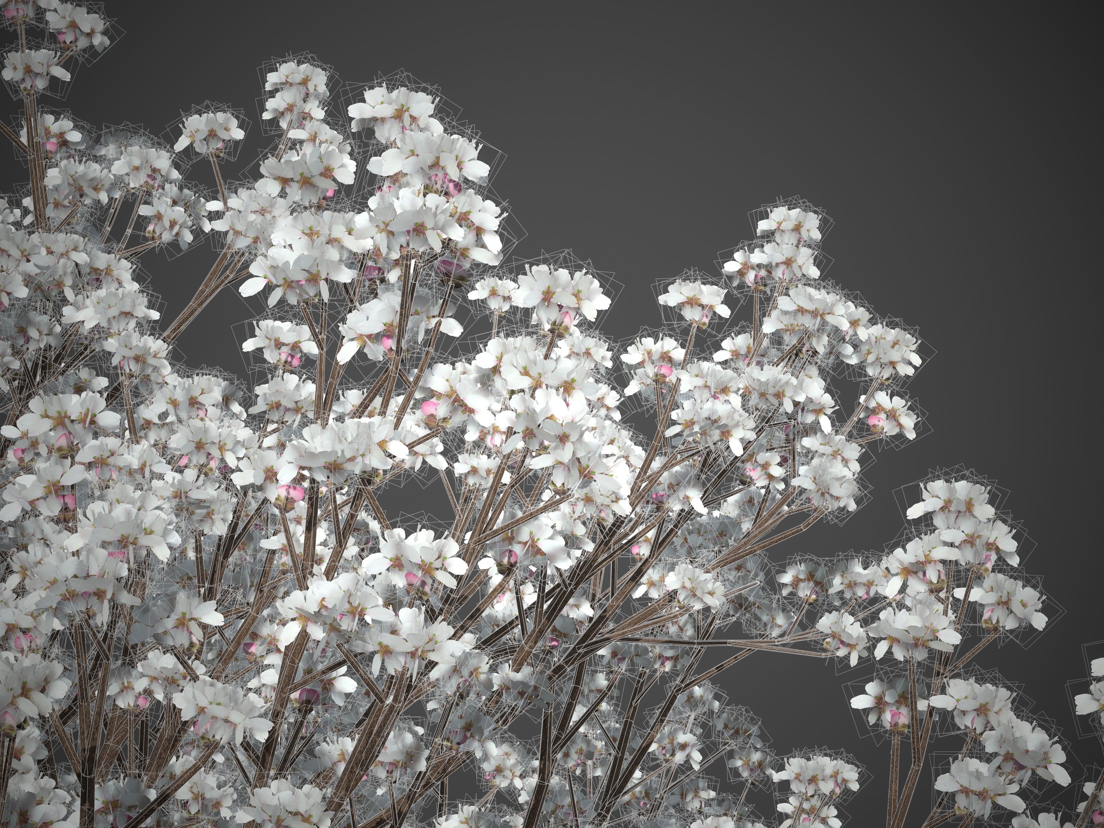 2021 PBR Almond Tree Collection - Prunus Dulcis  3D model_11