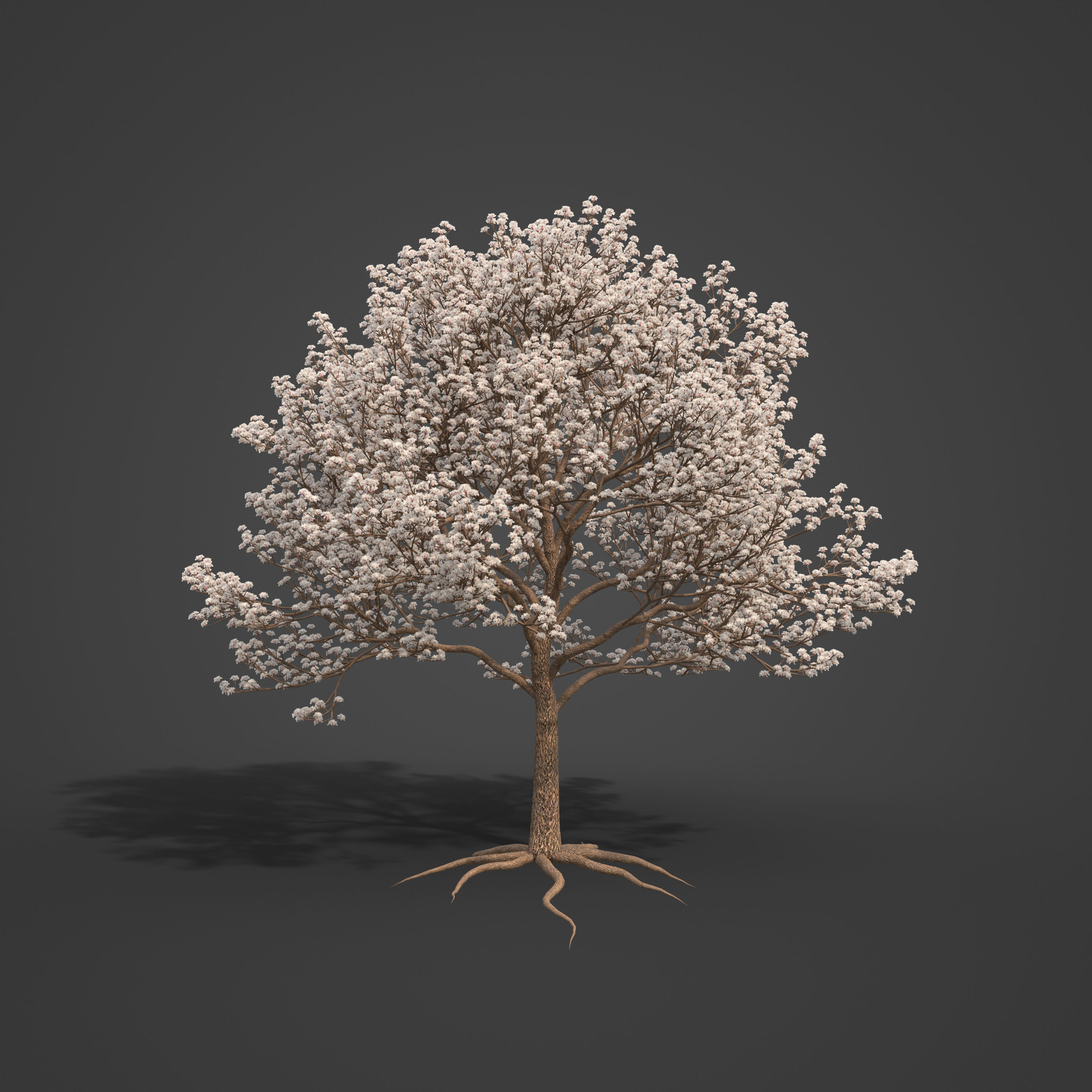2021 PBR Almond Tree Collection - Prunus Dulcis  3D model_6