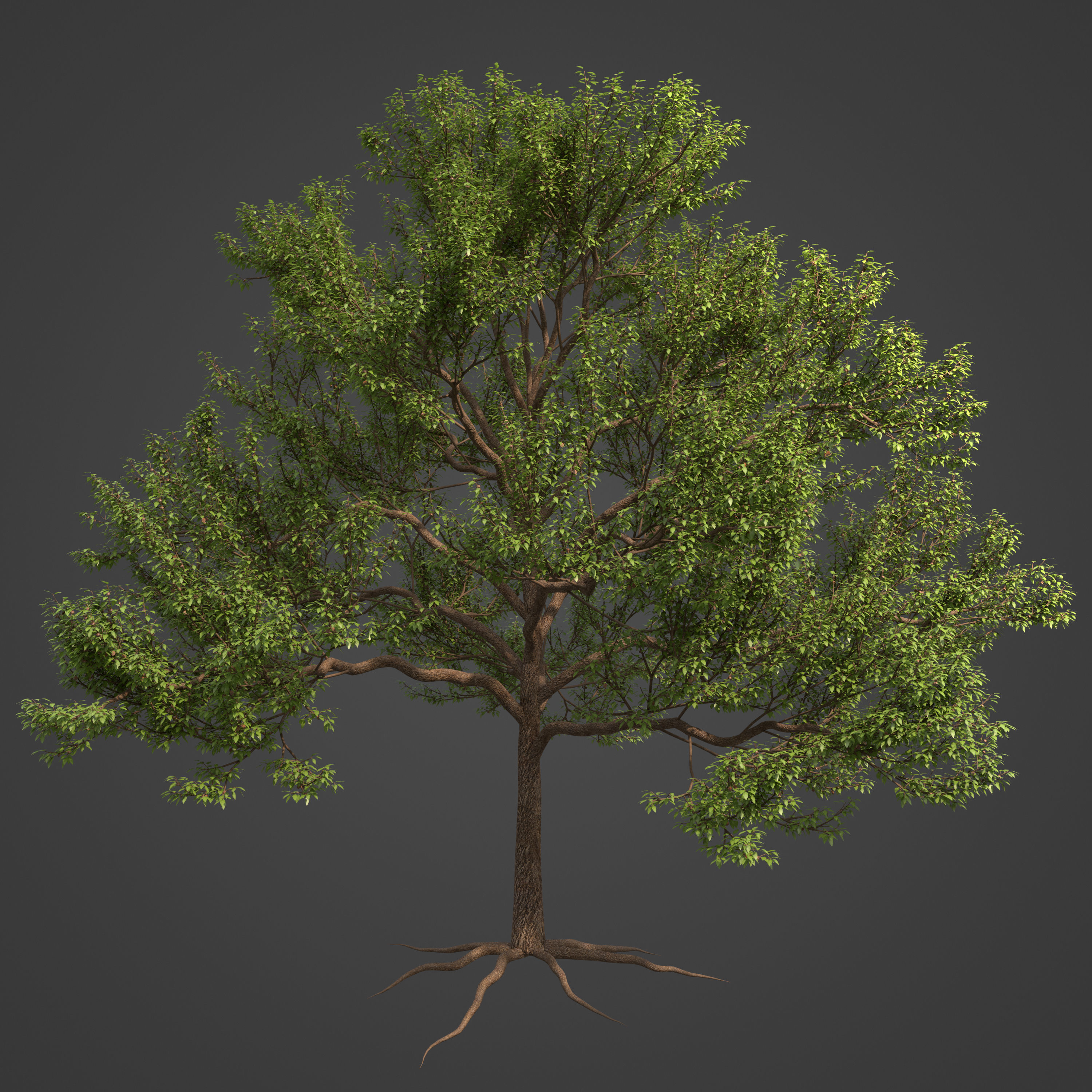 2021 PBR Almond Tree Collection - Prunus Dulcis  3D model_9