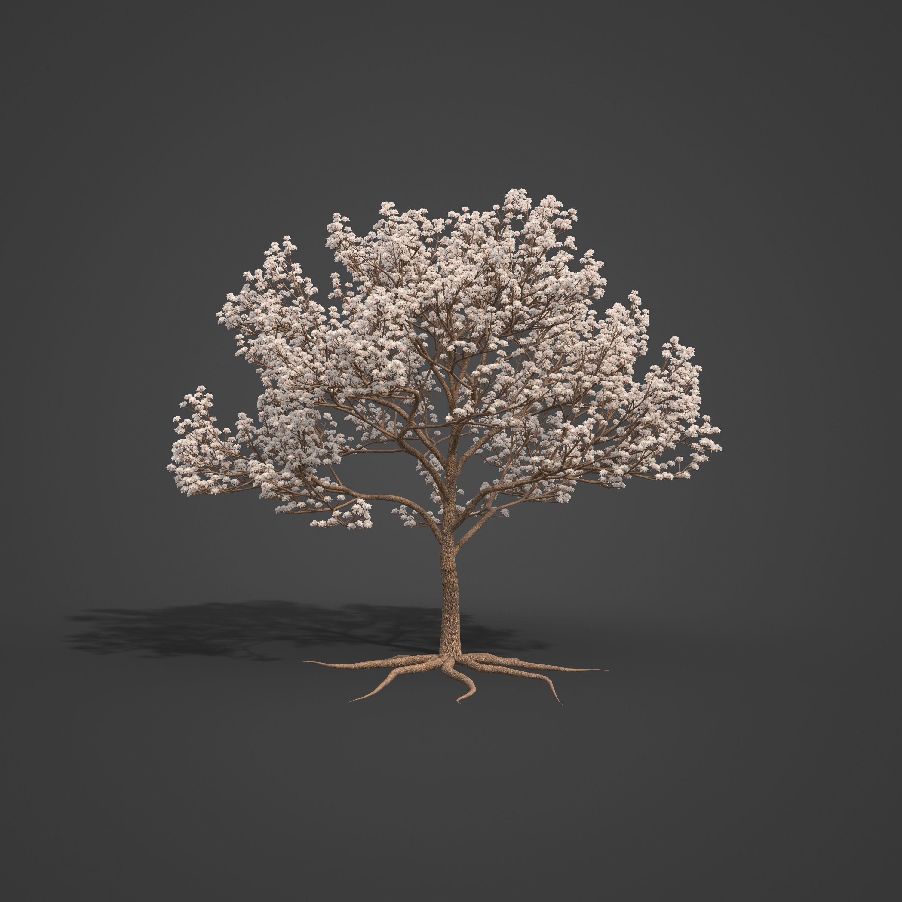 2021 PBR Almond Tree Collection - Prunus Dulcis  3D model_5
