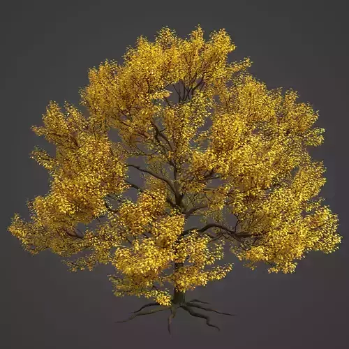 2021 PBR Pear Tree Collection - Pyrus Communis 