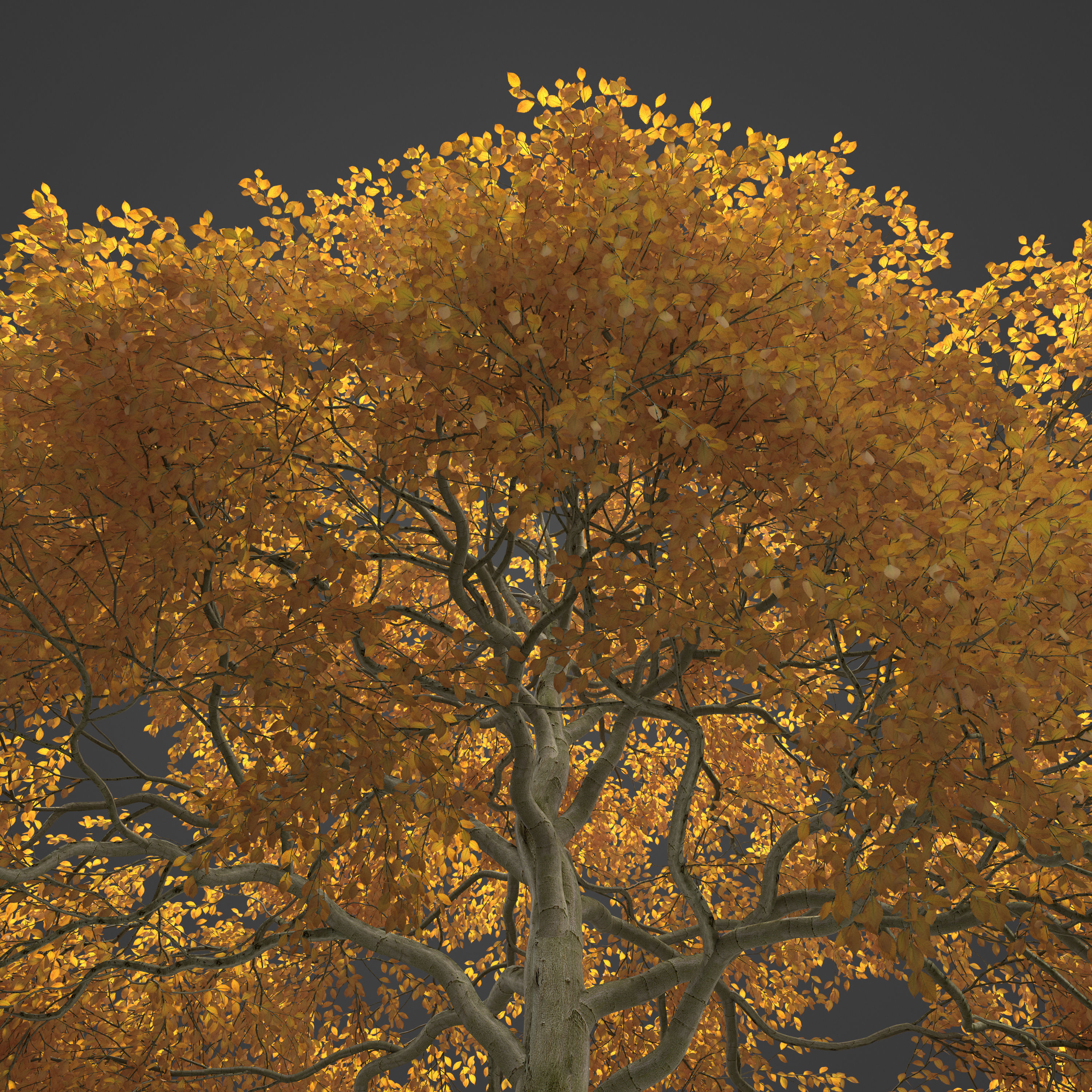 2021 PBR American Beech Collection - Fagus Grandifolia 3D model_8