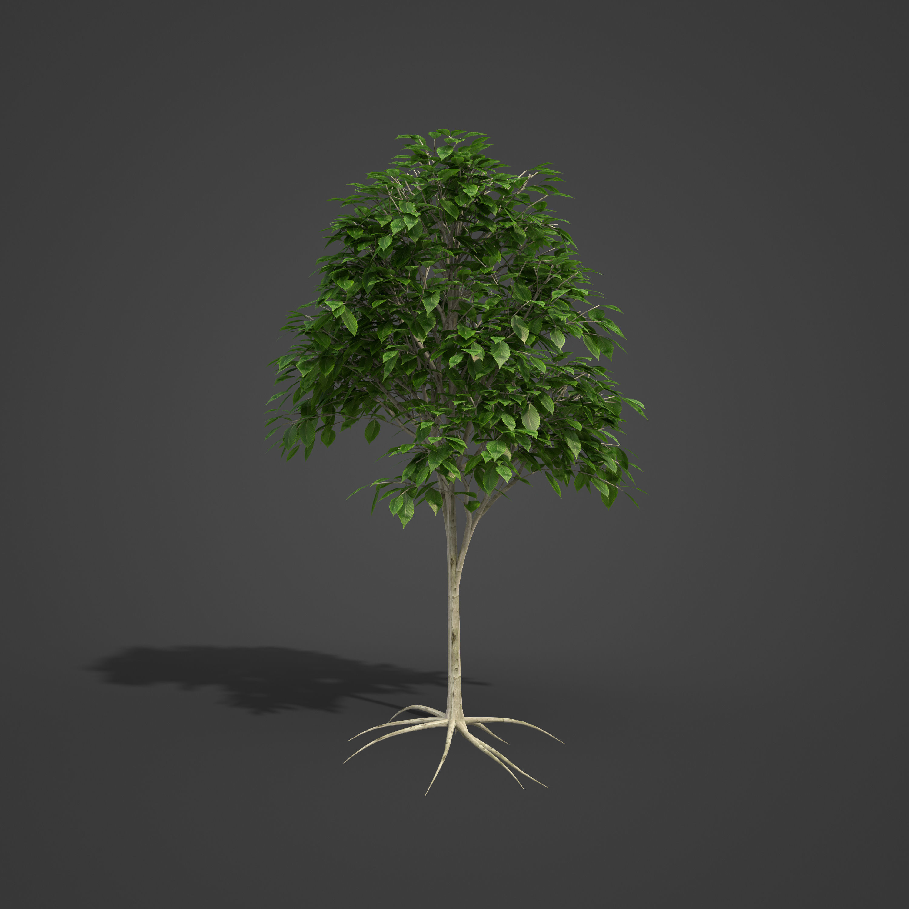2021 PBR American Beech Collection - Fagus Grandifolia 3D model_4