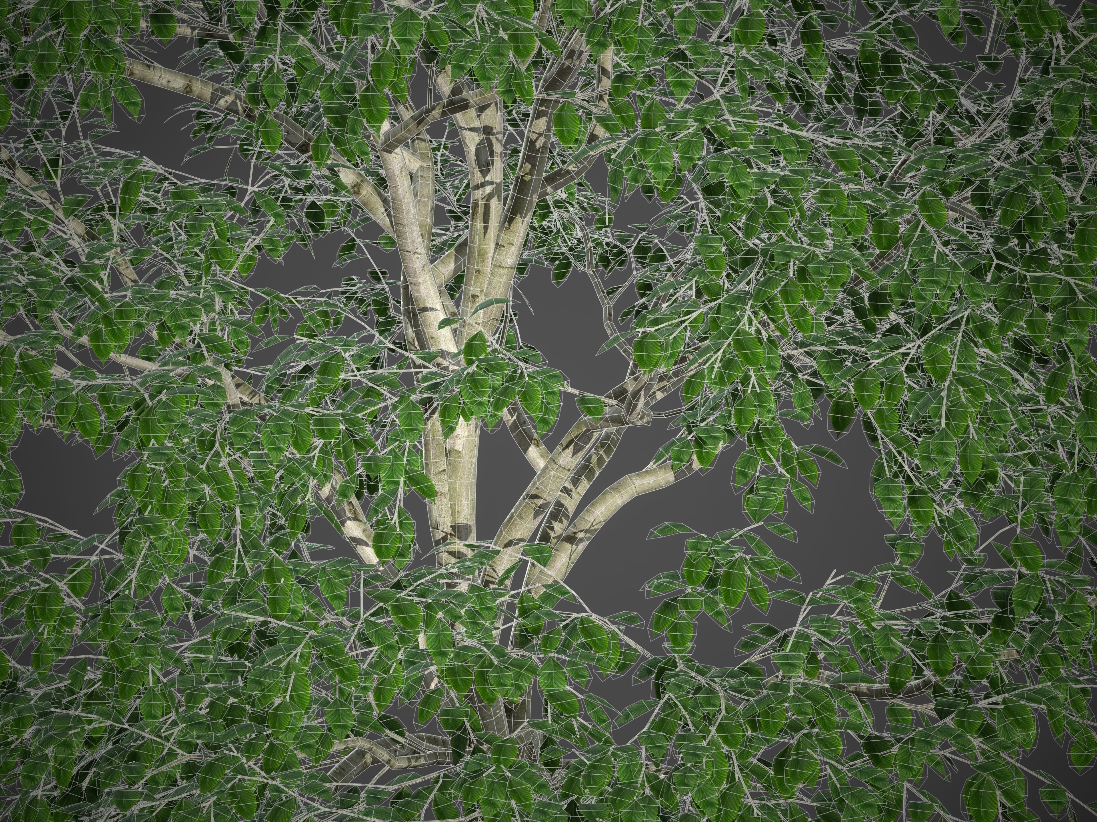 2021 PBR American Beech Collection - Fagus Grandifolia 3D model_9