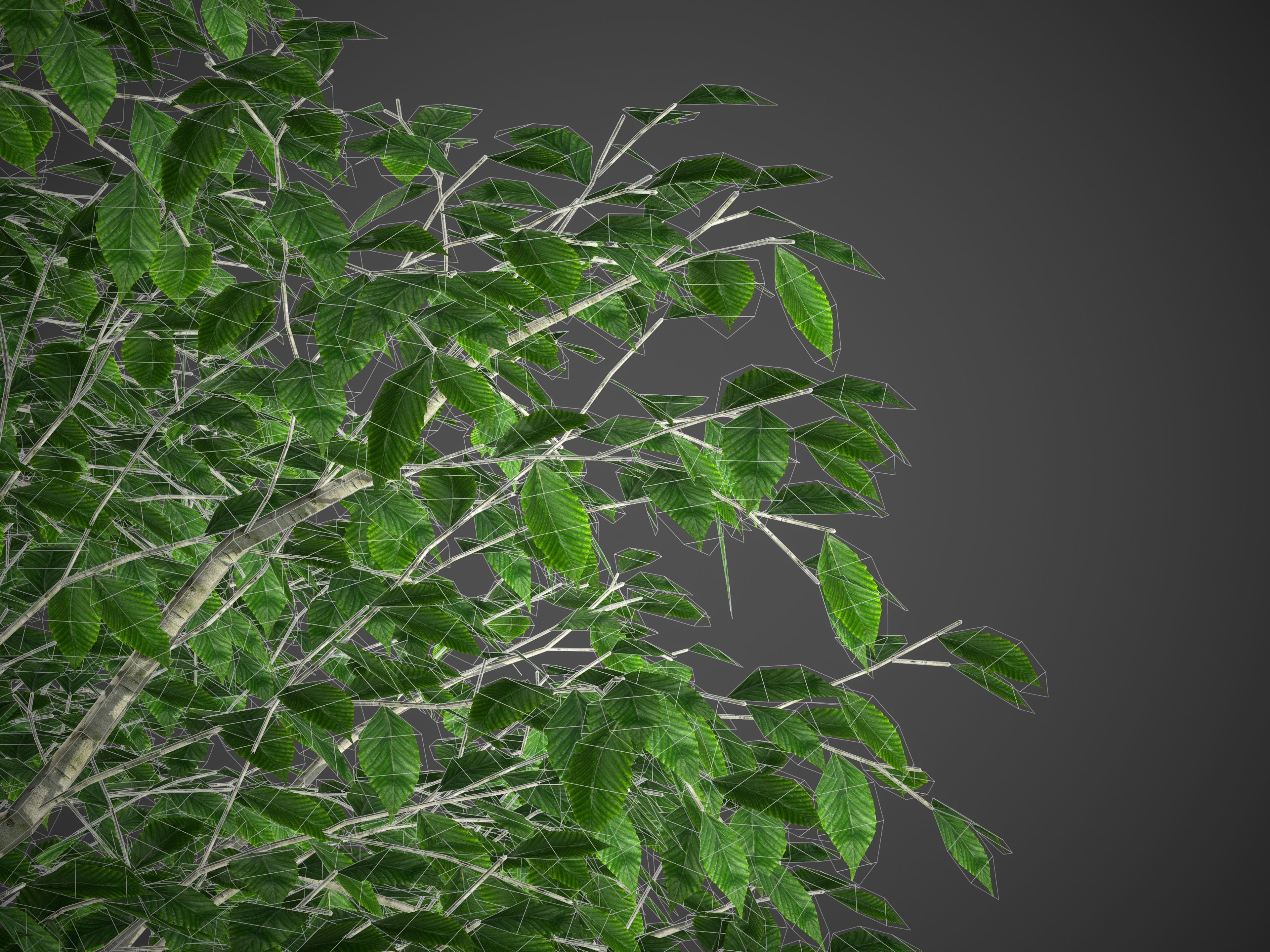 2021 PBR American Beech Collection - Fagus Grandifolia 3D model_10